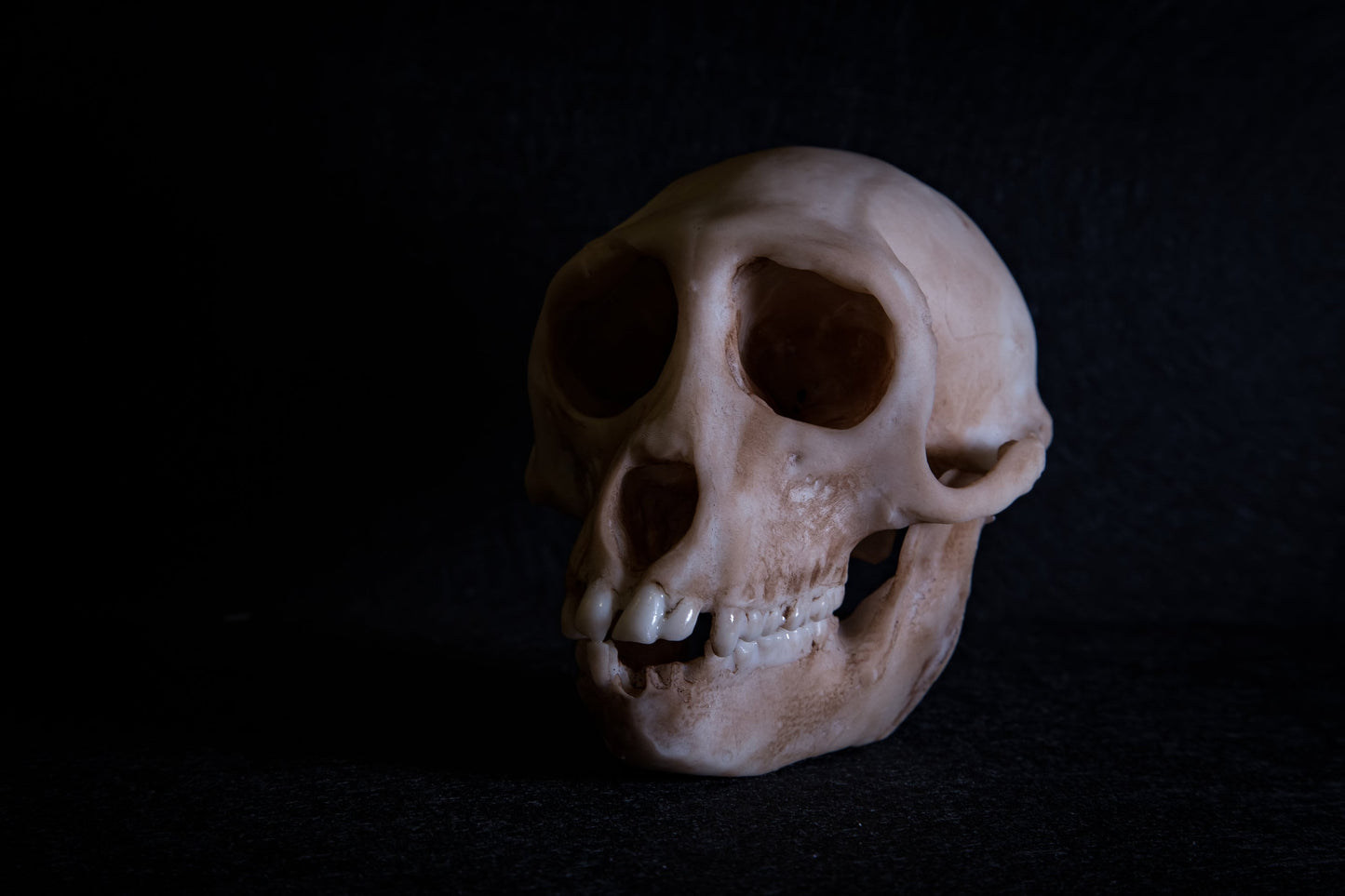 Rhesus Monkey Skull Replica – Life-Sized Display Piece