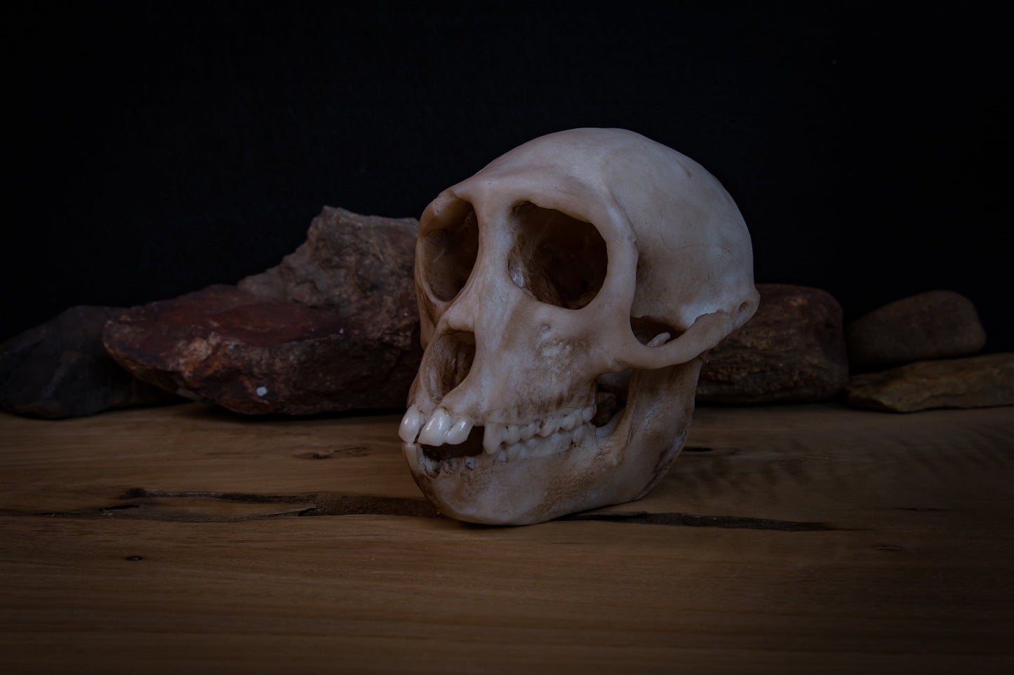 Rhesus Monkey Skull Replica – Life-Sized Display Piece
