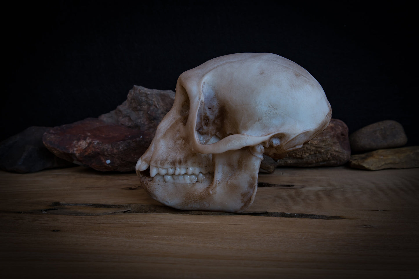 Rhesus Monkey Skull Replica – Life-Sized Display Piece