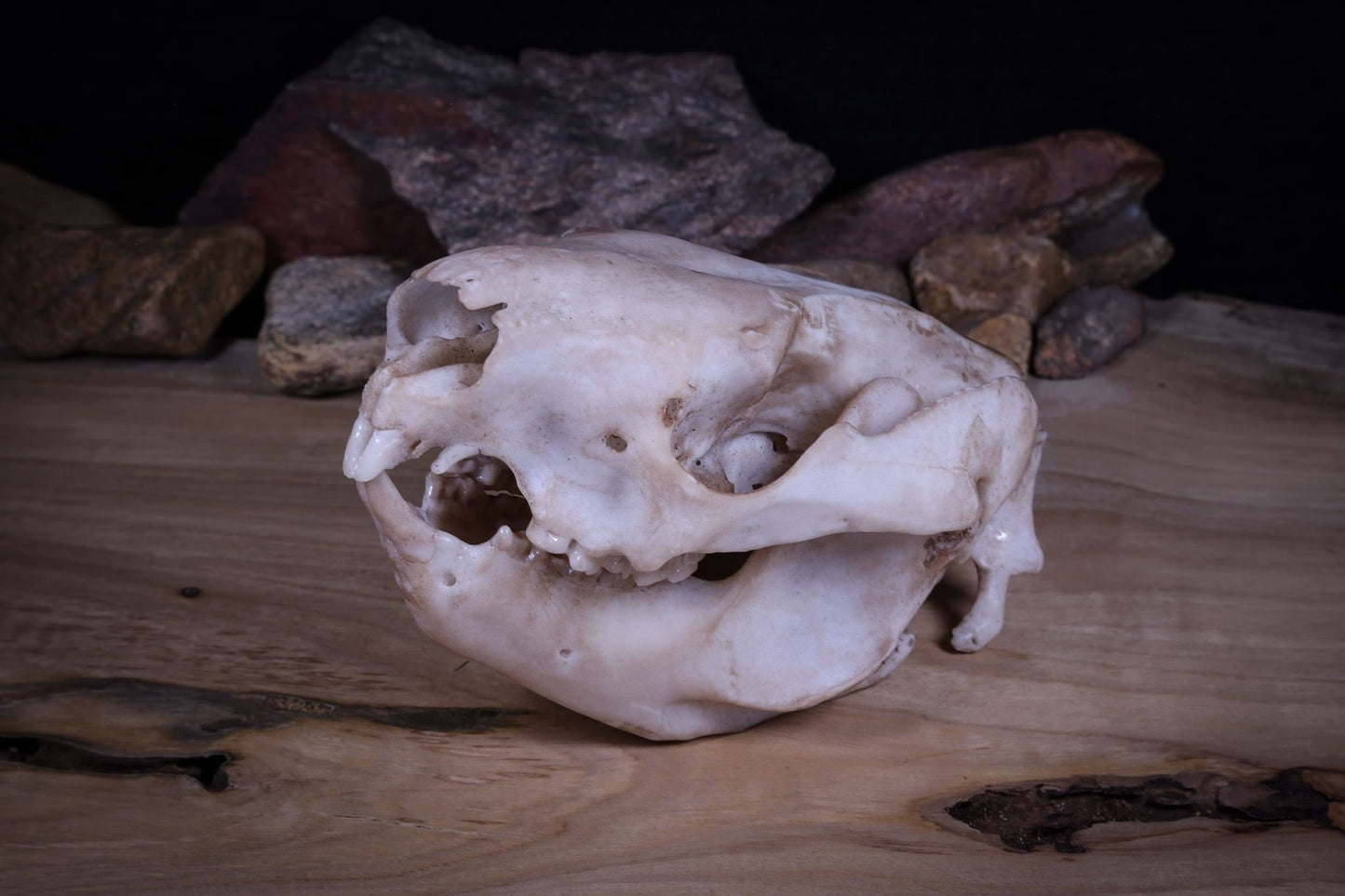 Koala Skull Replica – Australian Wildlife Display Piece