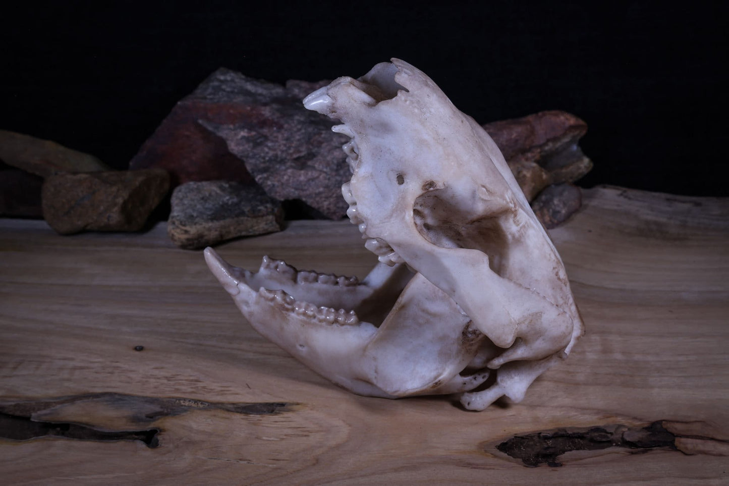Koala Skull Replica – Australian Wildlife Display Piece