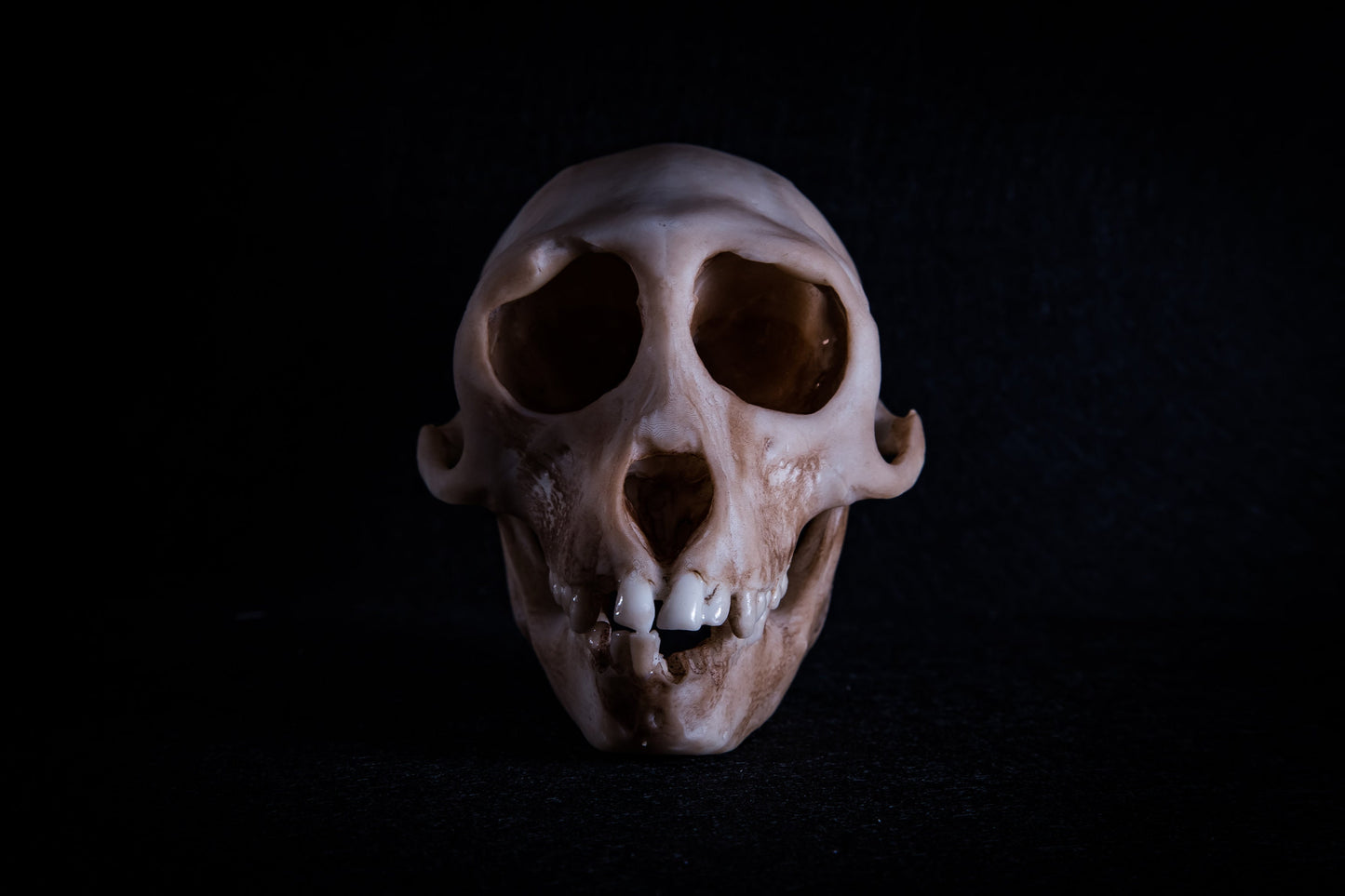 Rhesus Monkey Skull Replica – Life-Sized Display Piece