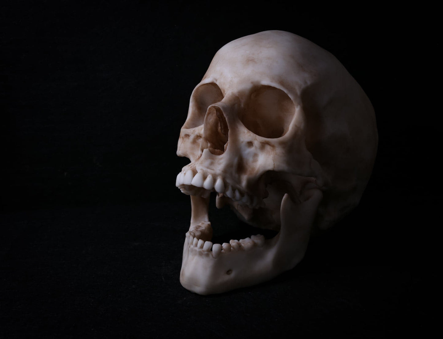 Human Skull - life sized Male adult -Replica - High Quality Piece - FREE delivery world wide!