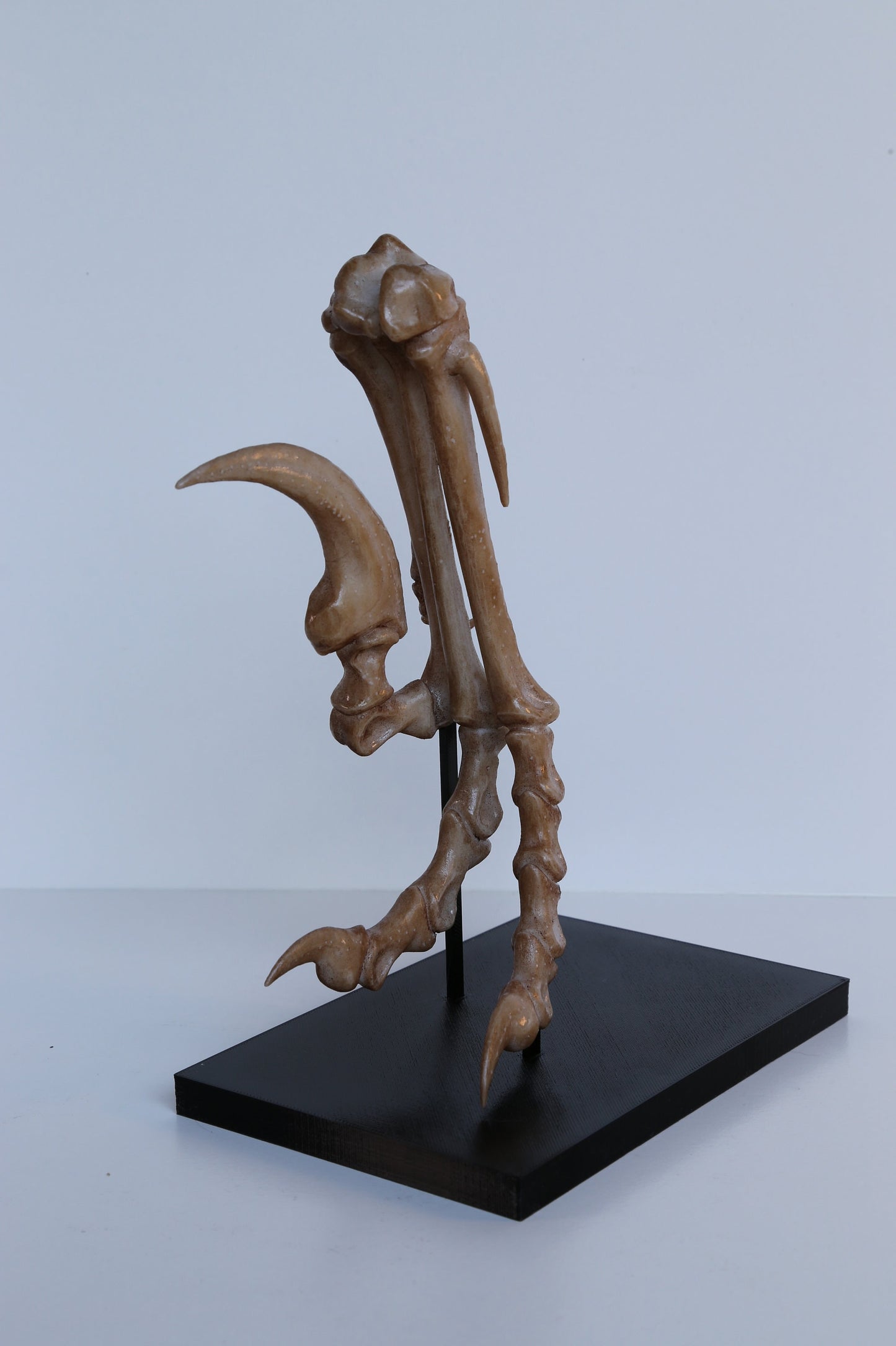 Velociraptor foot and stand - Life Sized Replica including display base - High Quality Piece - FREE delivery world wide!