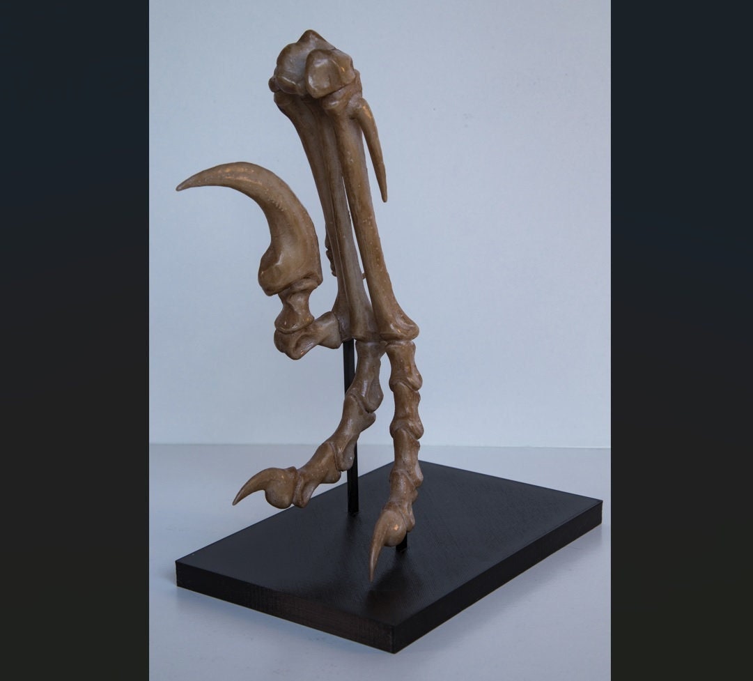Velociraptor foot and stand - Life Sized Replica including display base - High Quality Piece - FREE delivery world wide!