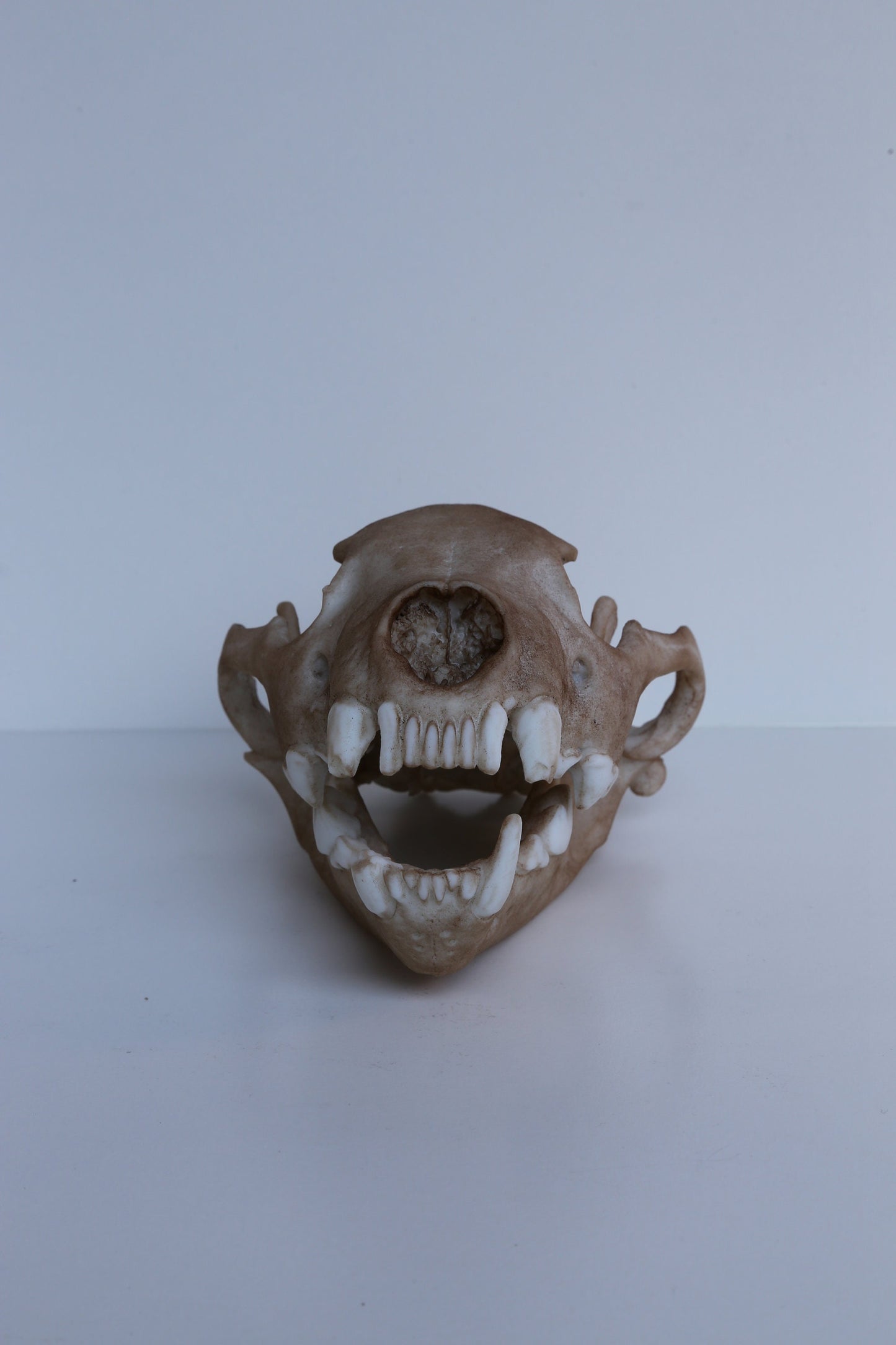 Wolverine Skull - Life Sized Replica - High Quality Piece. FREE delivery world wide!