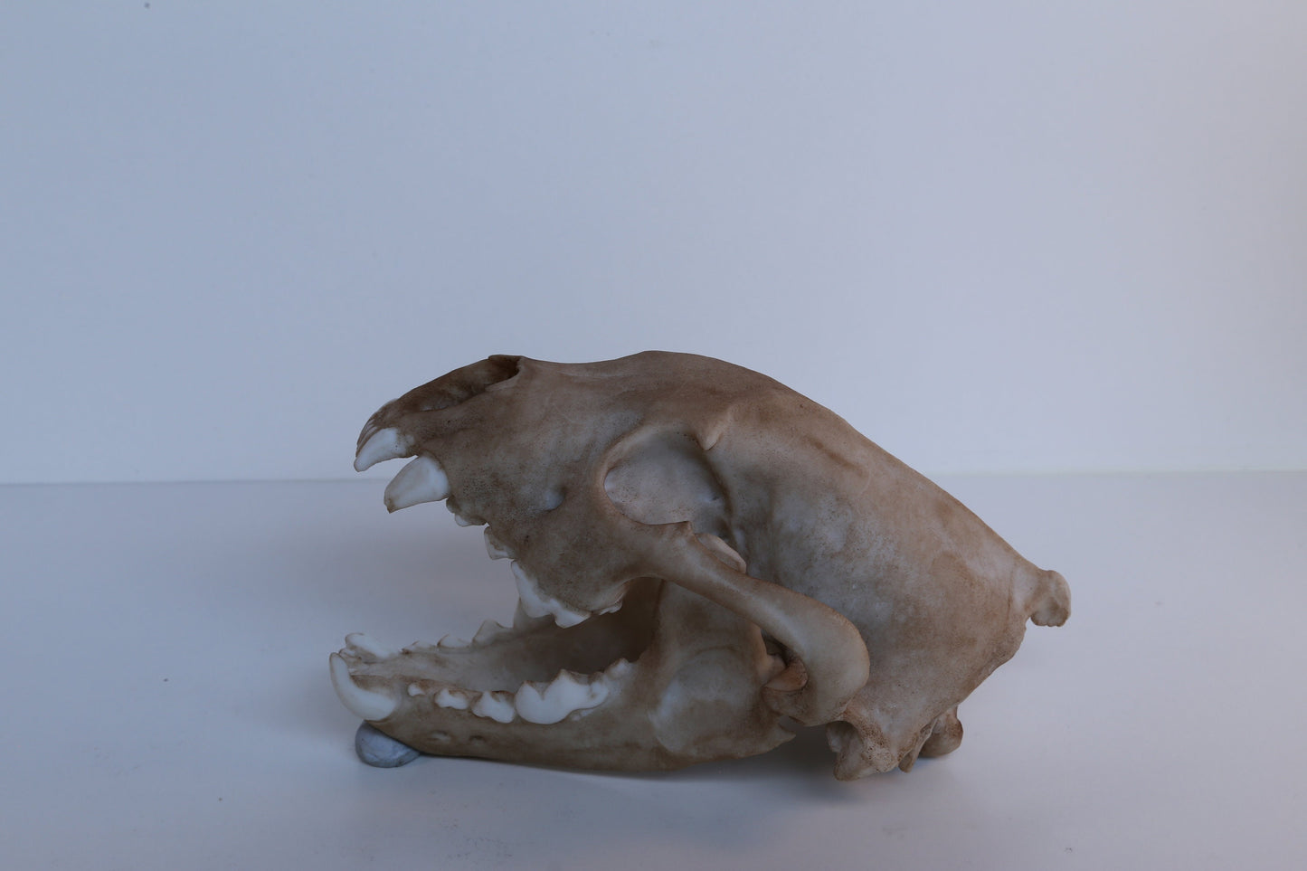 Wolverine Skull - Life Sized Replica - High Quality Piece. FREE delivery world wide!