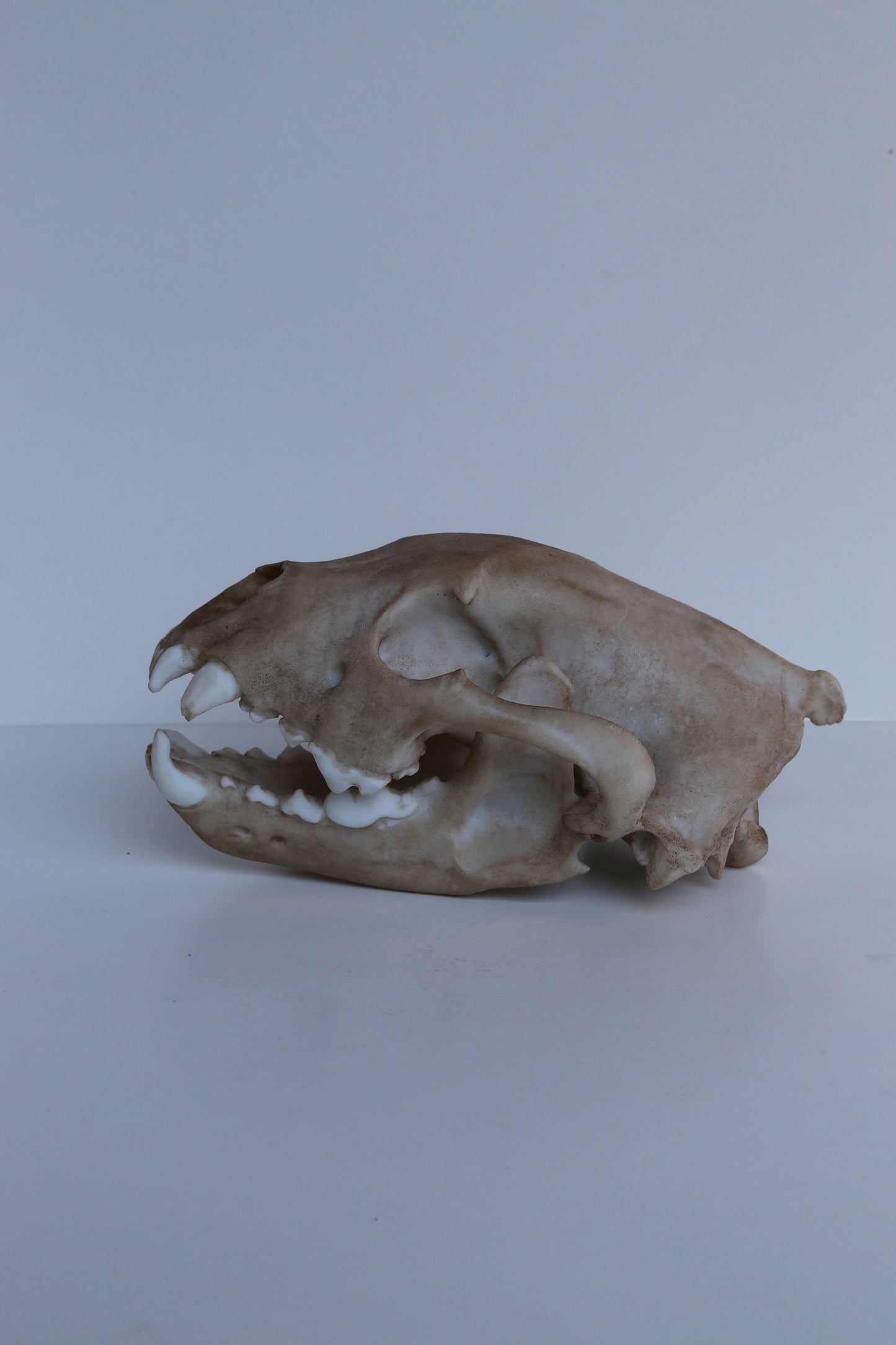 Wolverine Skull - Life Sized Replica - High Quality Piece. FREE delivery world wide!