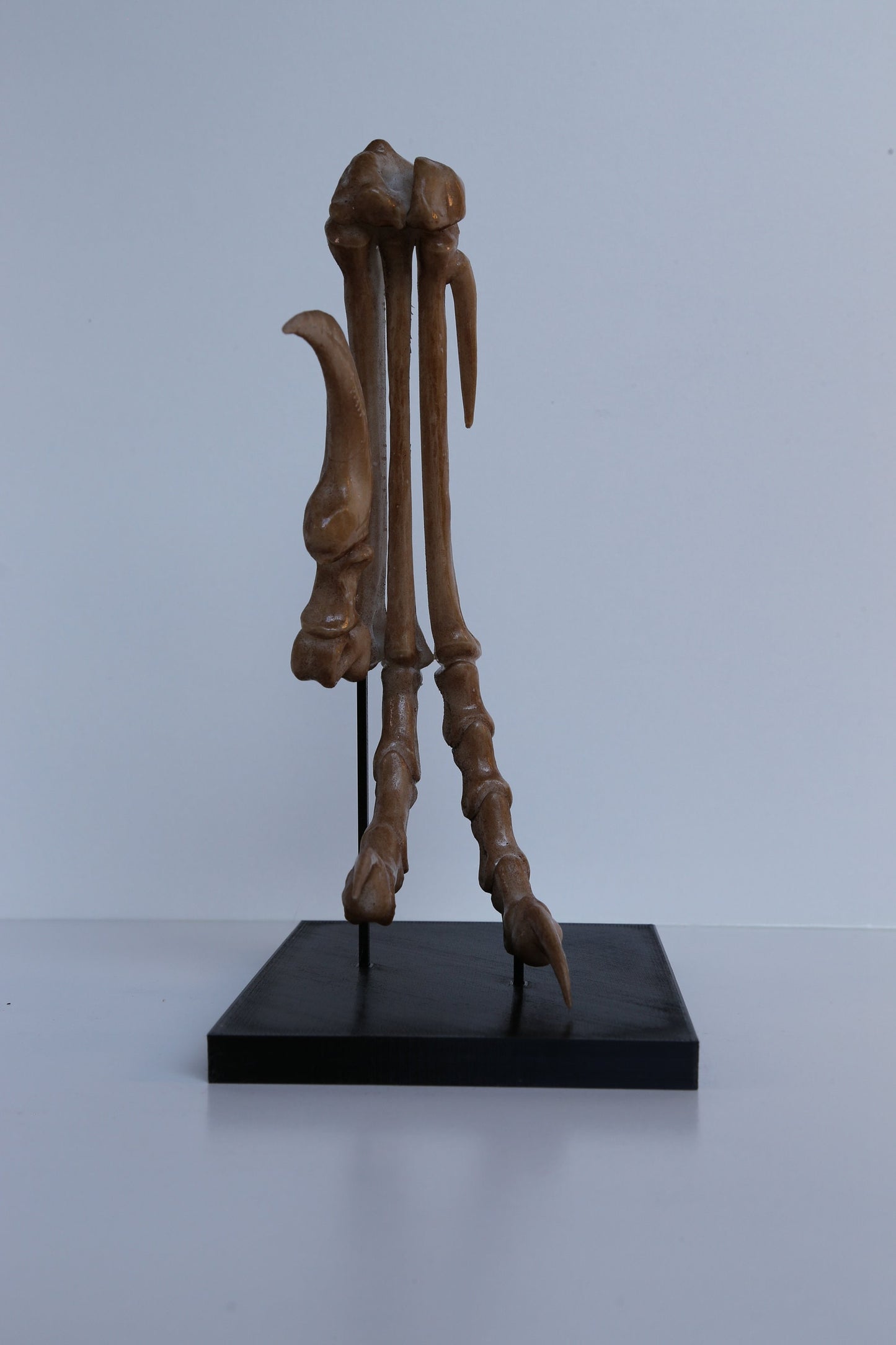 Velociraptor foot and stand - Life Sized Replica including display base - High Quality Piece - FREE delivery world wide!