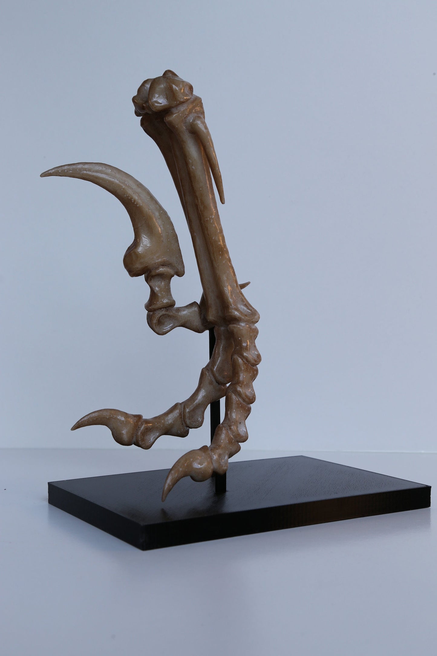 Velociraptor foot and stand - Life Sized Replica including display base - High Quality Piece - FREE delivery world wide!