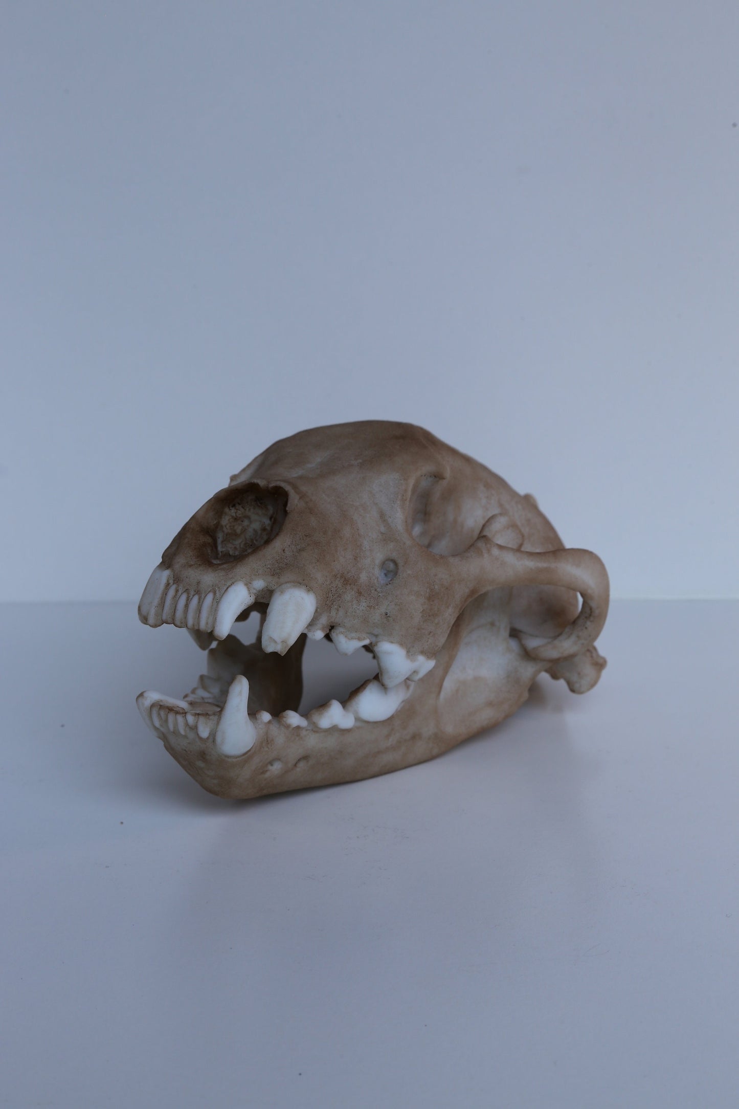 Wolverine Skull - Life Sized Replica - High Quality Piece. FREE delivery world wide!