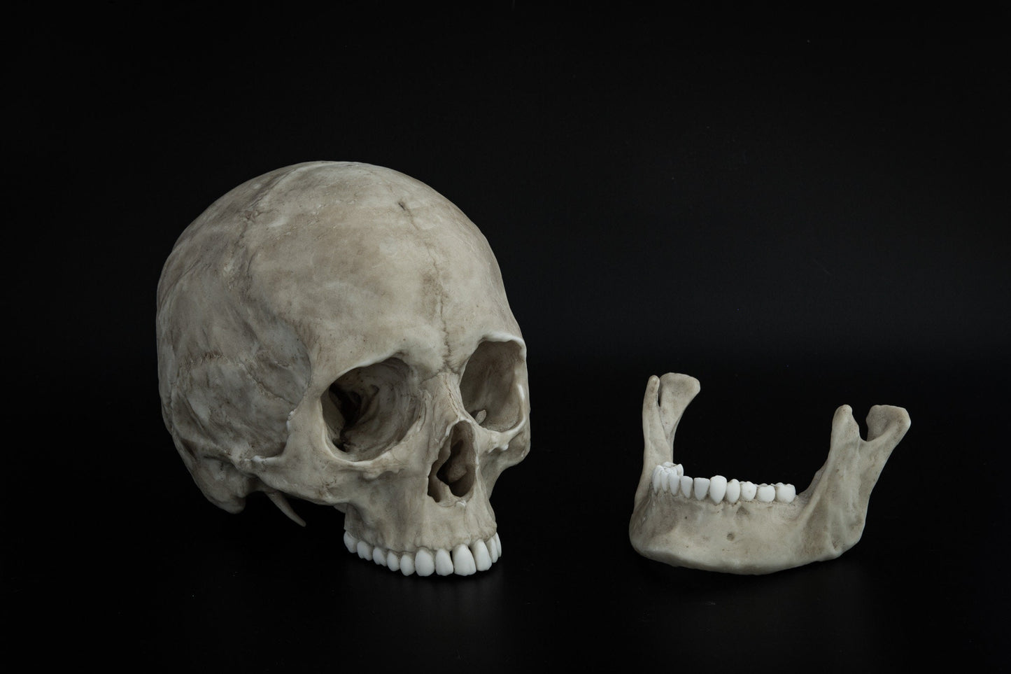 Human Female Skull - life sized adult -High Quality Replica - FREE world wide shipping!
