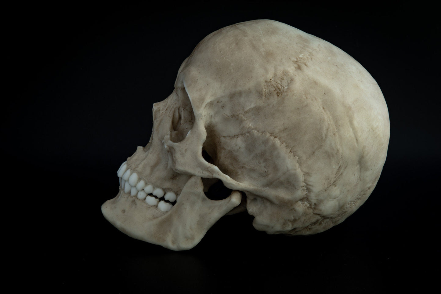 Human Female Skull - life sized adult -High Quality Replica - FREE world wide shipping!