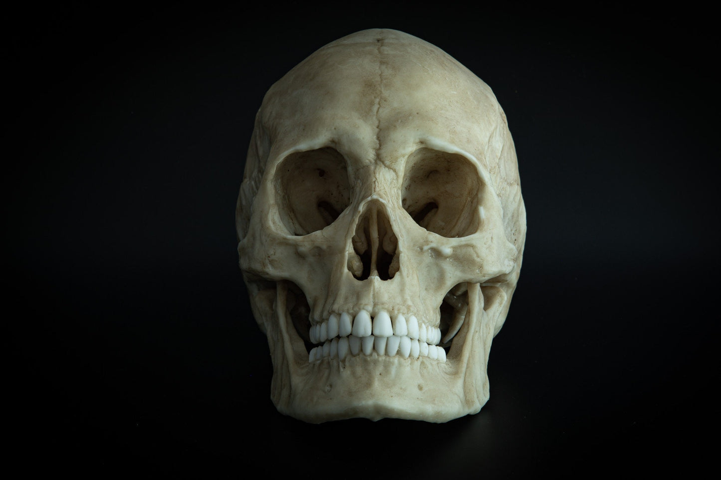 Human Female Skull - life sized adult -High Quality Replica - FREE world wide shipping!