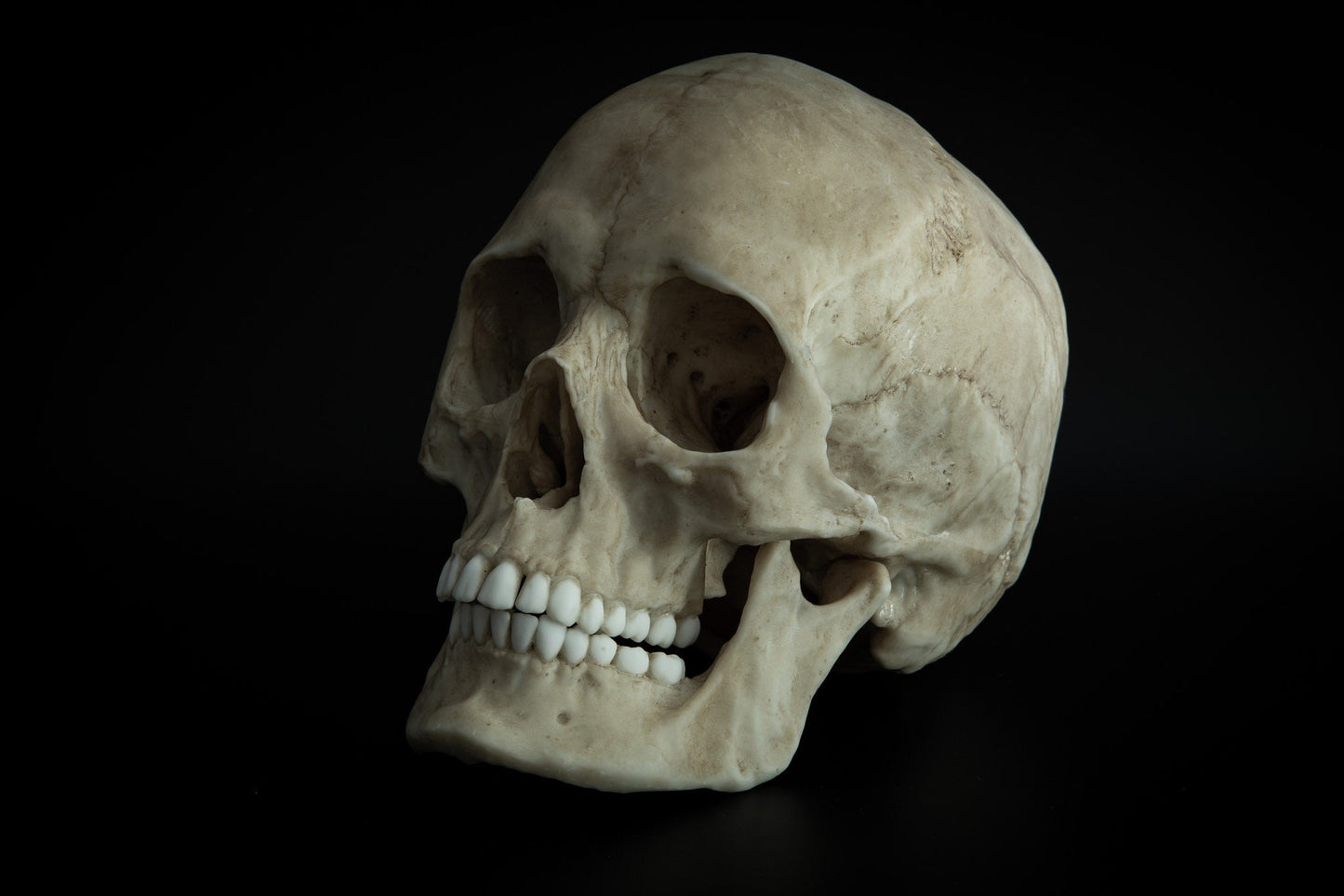 Human Female Skull - life sized adult -High Quality Replica - FREE world wide shipping!