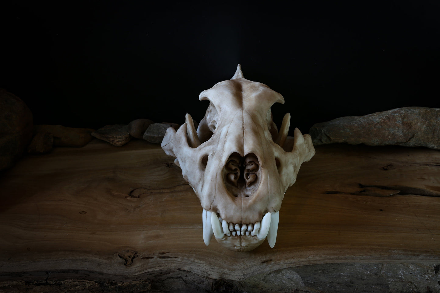 Lion Skull - Large Adult - High Quality Piece - FREE world wide shipping!