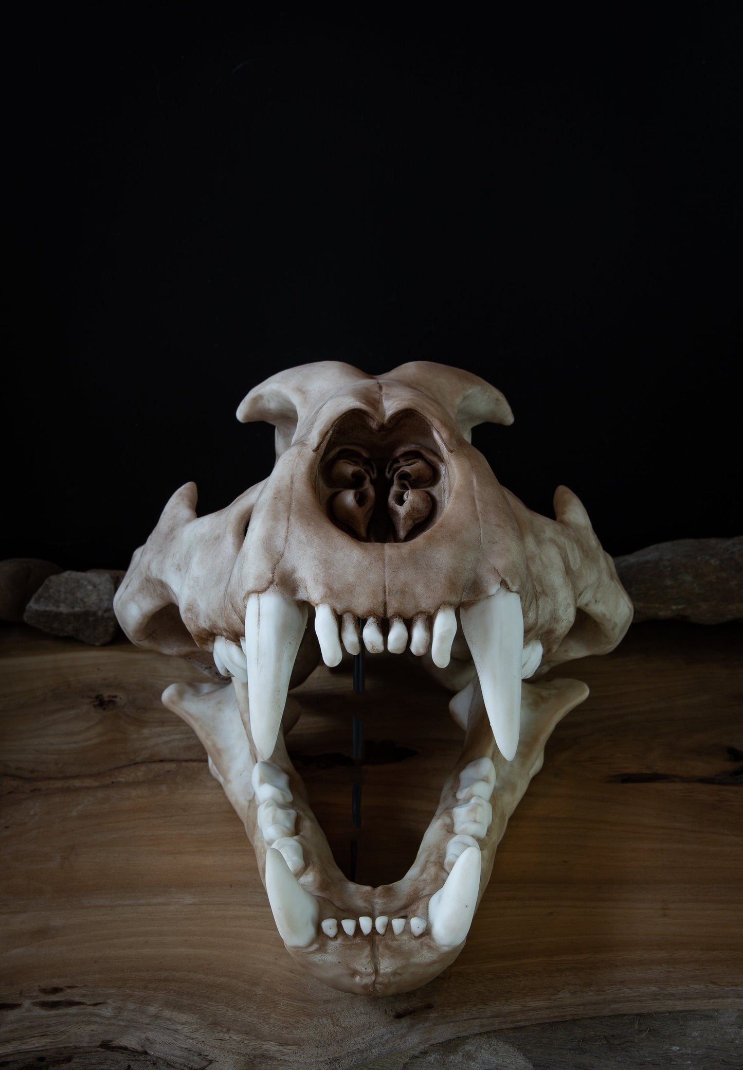 Lion Skull - Large Adult - High Quality Piece - FREE world wide shipping!