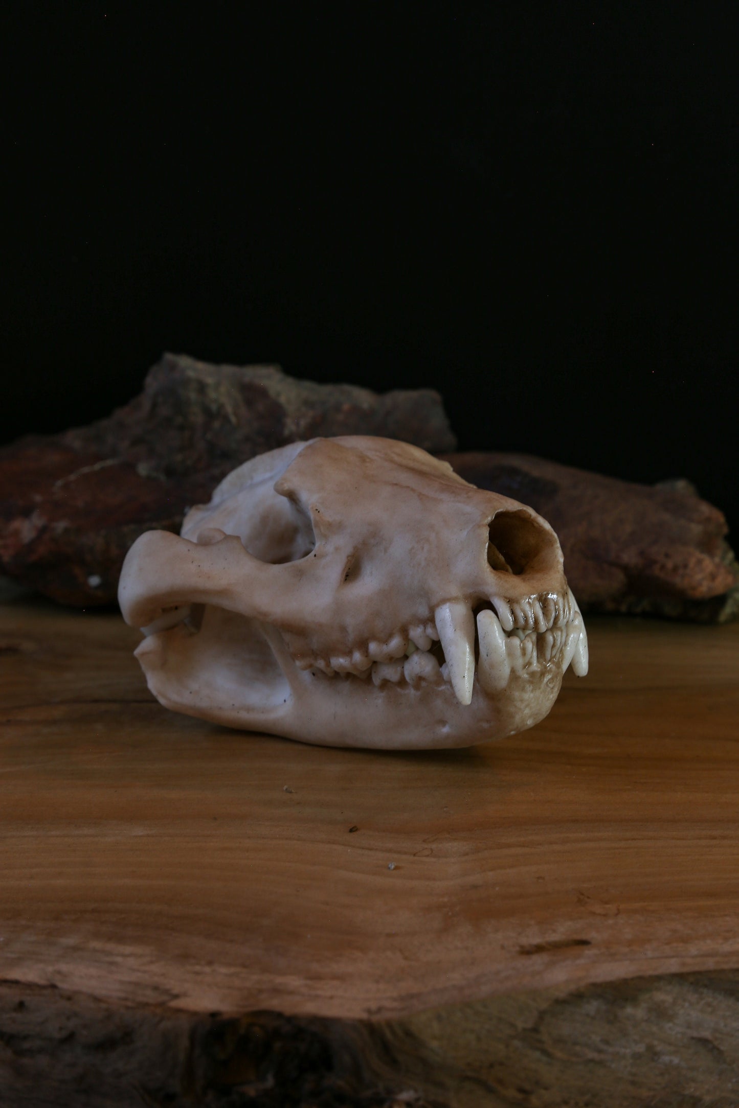 Tasmanian Devil life sized Skull - Replica - High Quality - FREE delivery world wide!