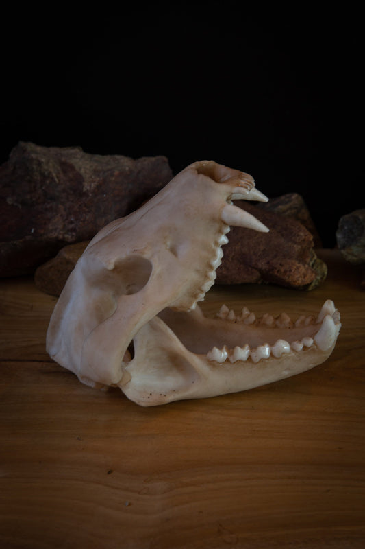 Tasmanian Devil life sized Skull - Replica - High Quality - FREE delivery world wide!