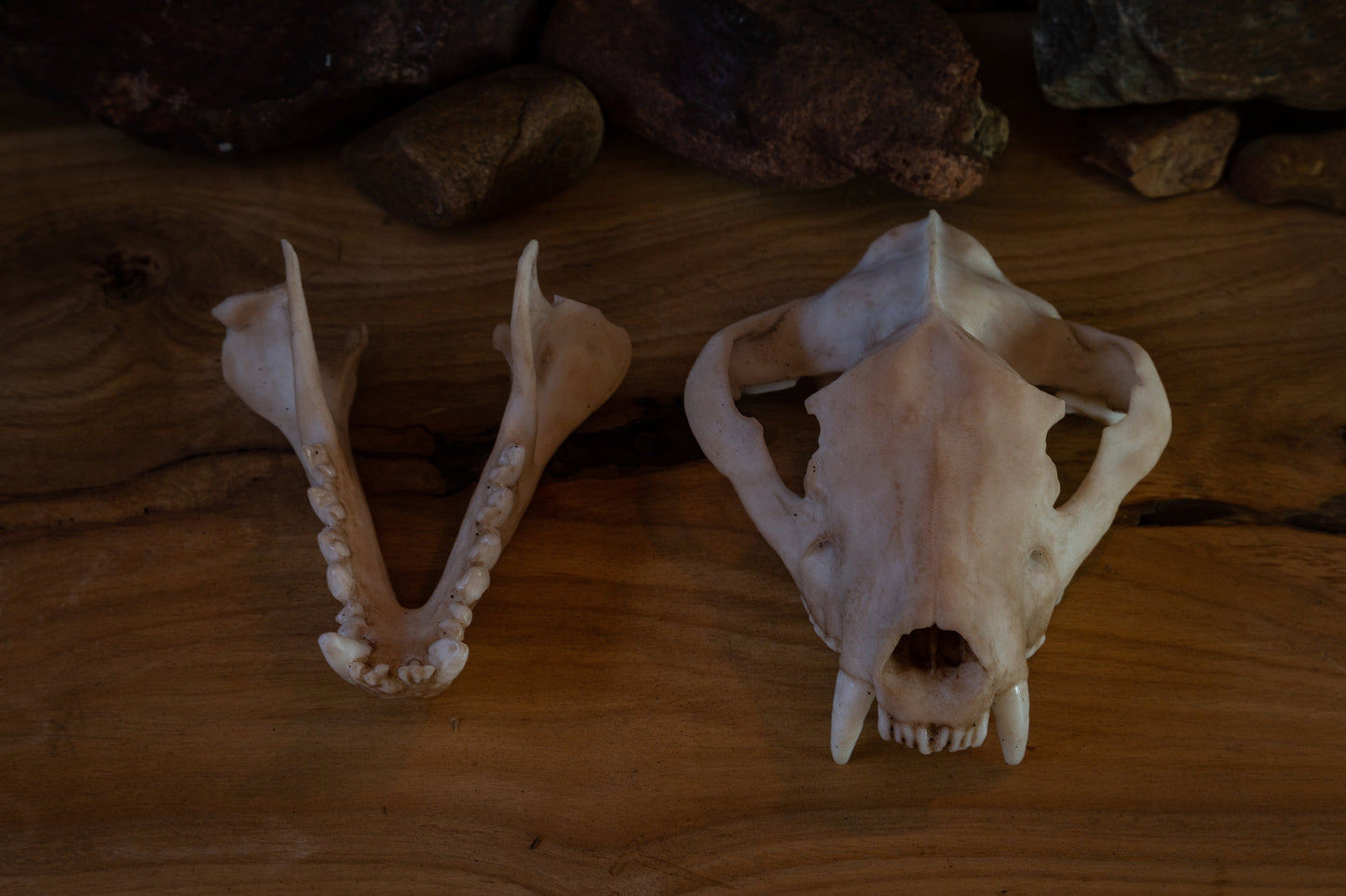 Tasmanian Devil life sized Skull - Replica - High Quality - FREE delivery world wide!