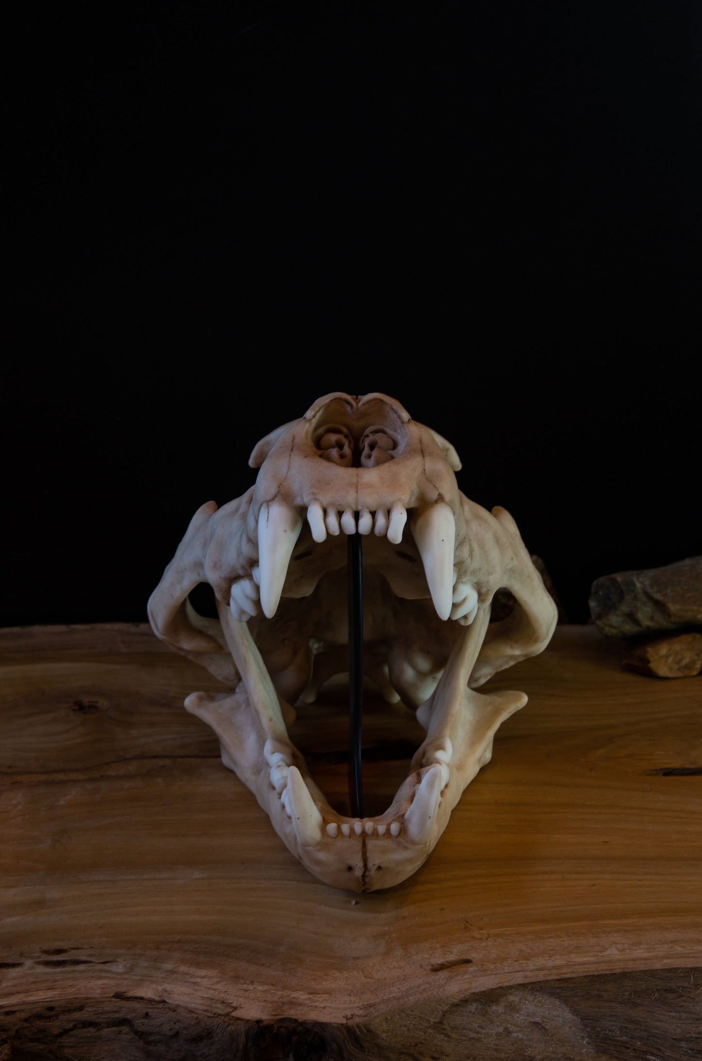Juvenile Lion Skull Replica – Life-Sized Display Piece