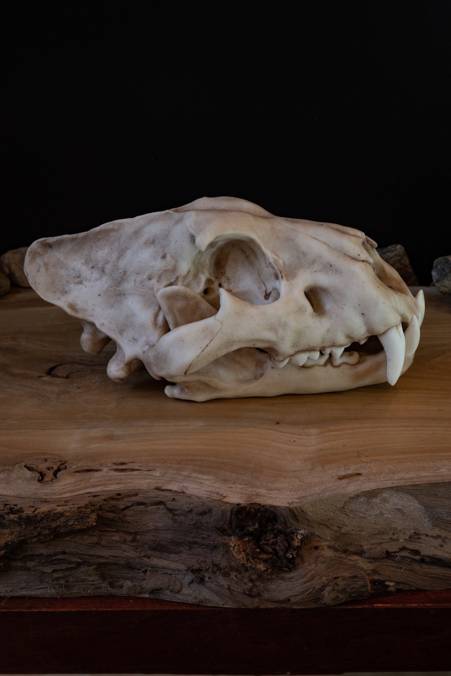Juvenile Lion Skull Replica – Life-Sized Display Piece
