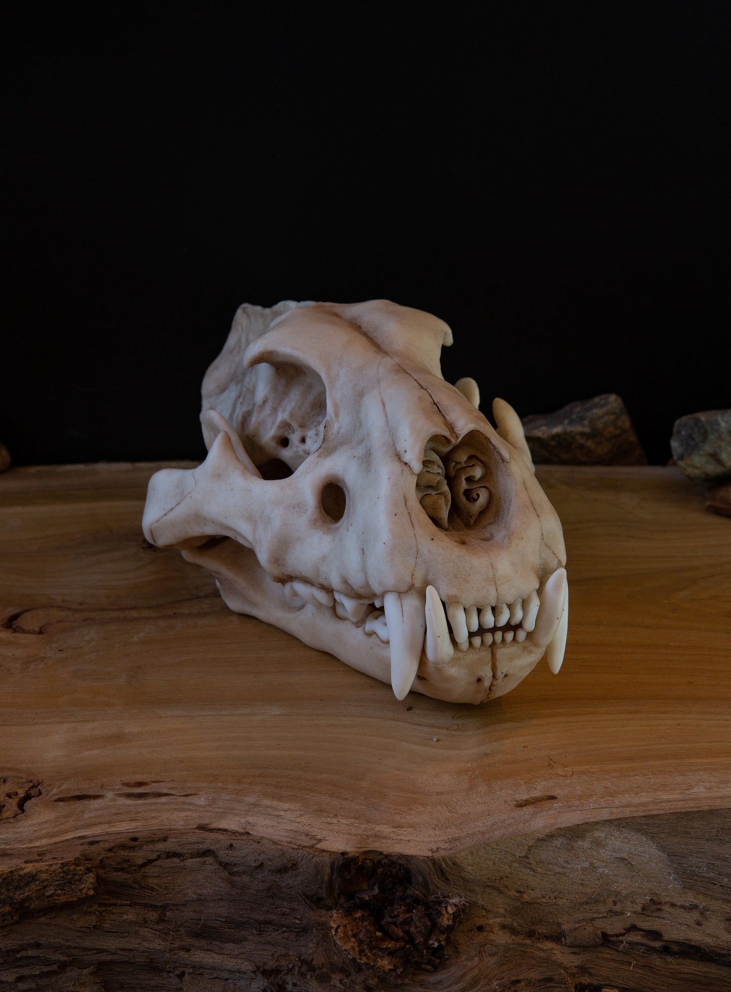Juvenile Lion Skull Replica – Life-Sized Display Piece