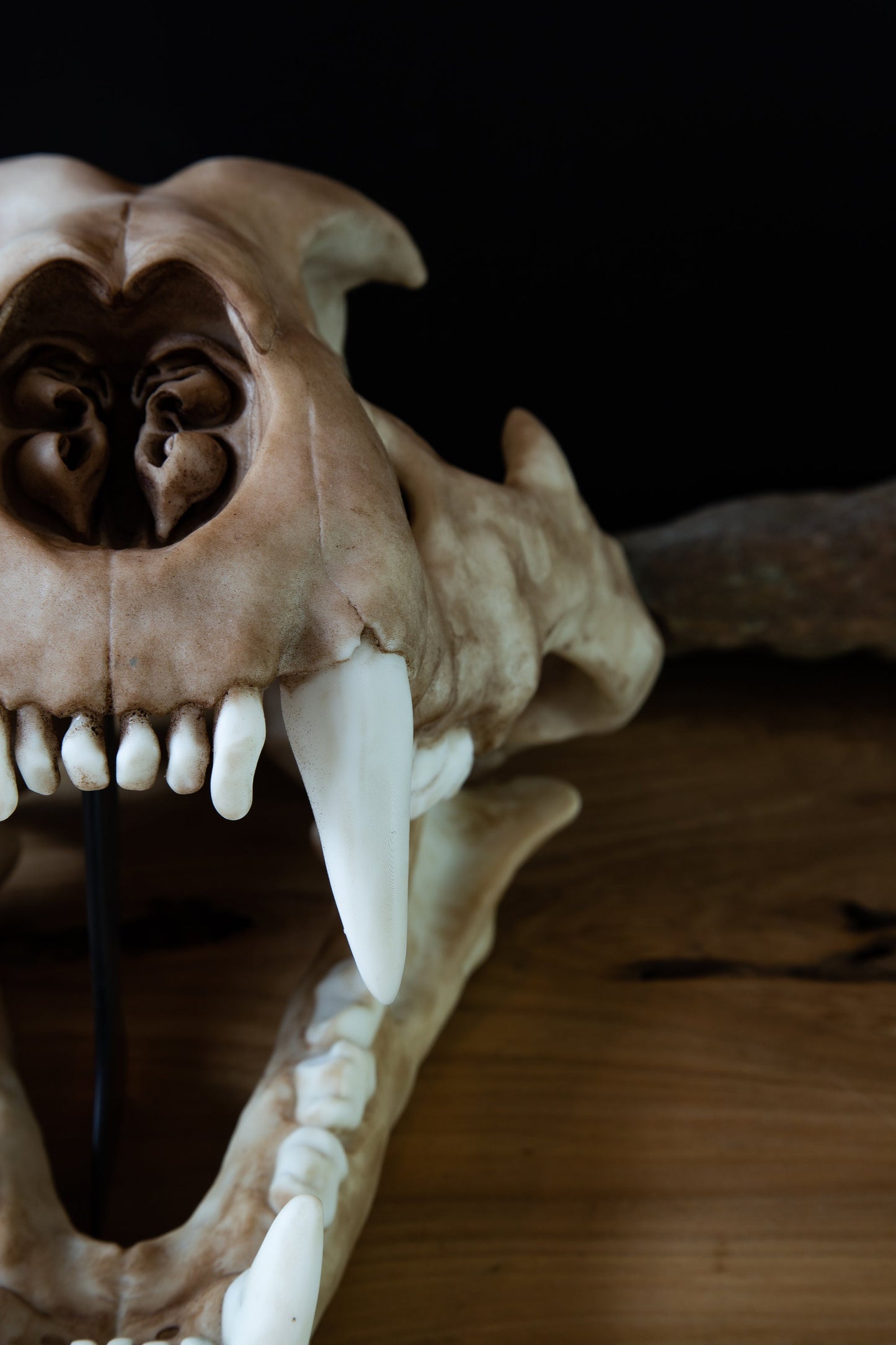Lion Skull - Large Adult - High Quality Piece - FREE world wide shipping!