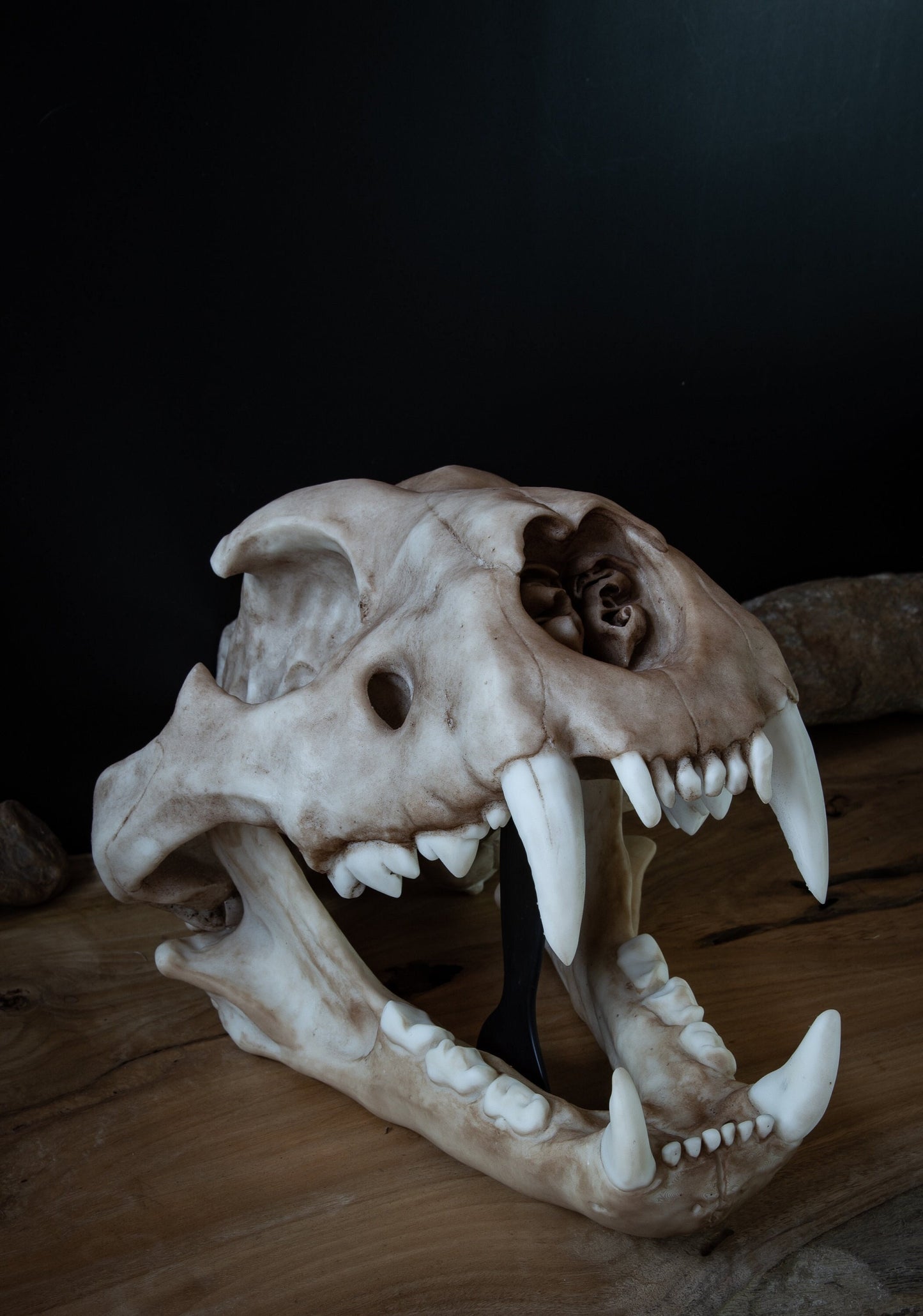 Lion Skull - Large Adult - High Quality Piece - FREE world wide shipping!