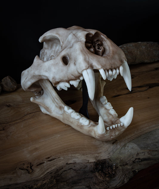 Lion Skull - Large Adult - High Quality Piece - FREE world wide shipping!