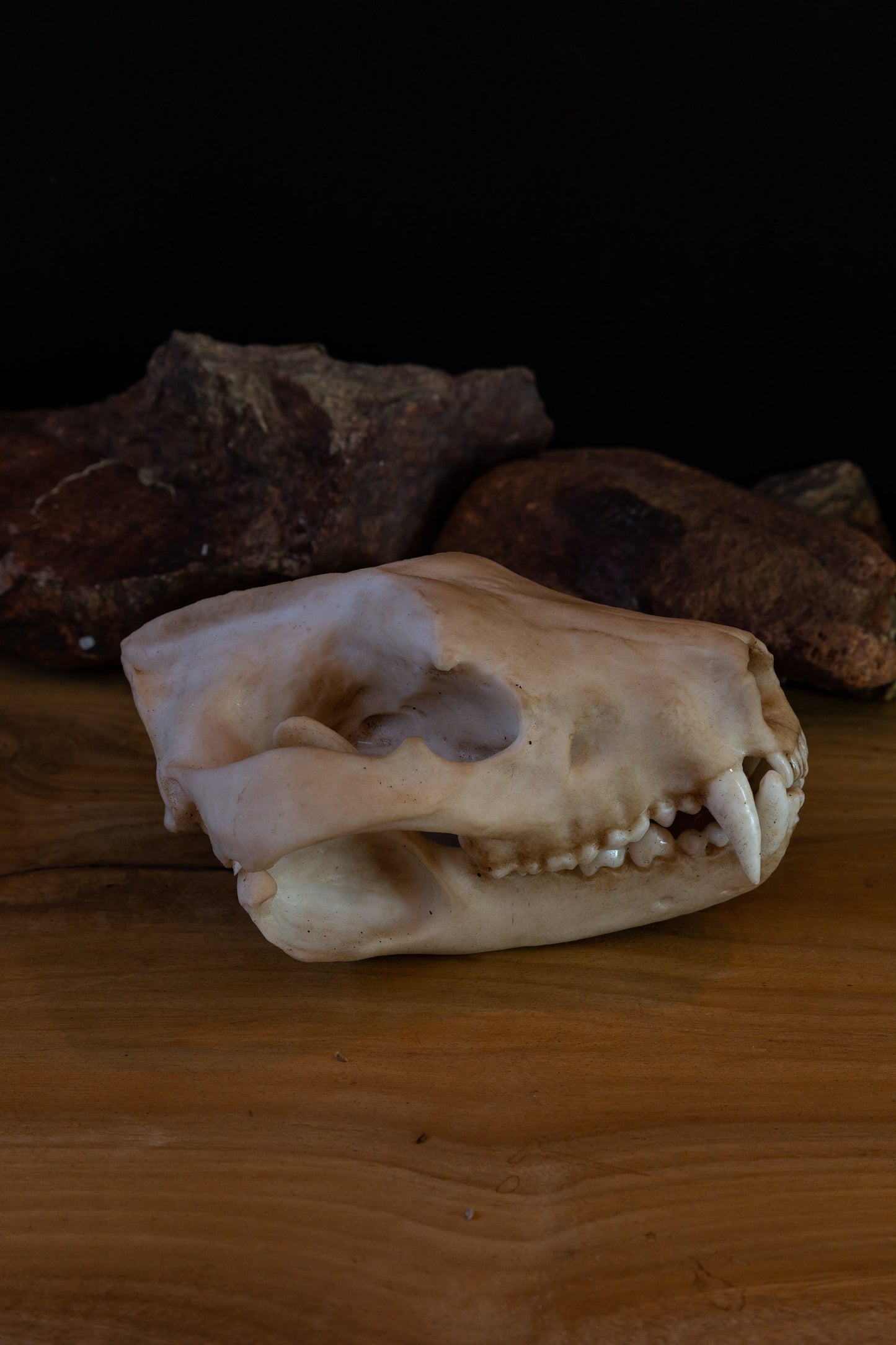 Tasmanian Devil life sized Skull - Replica - High Quality - FREE delivery world wide!