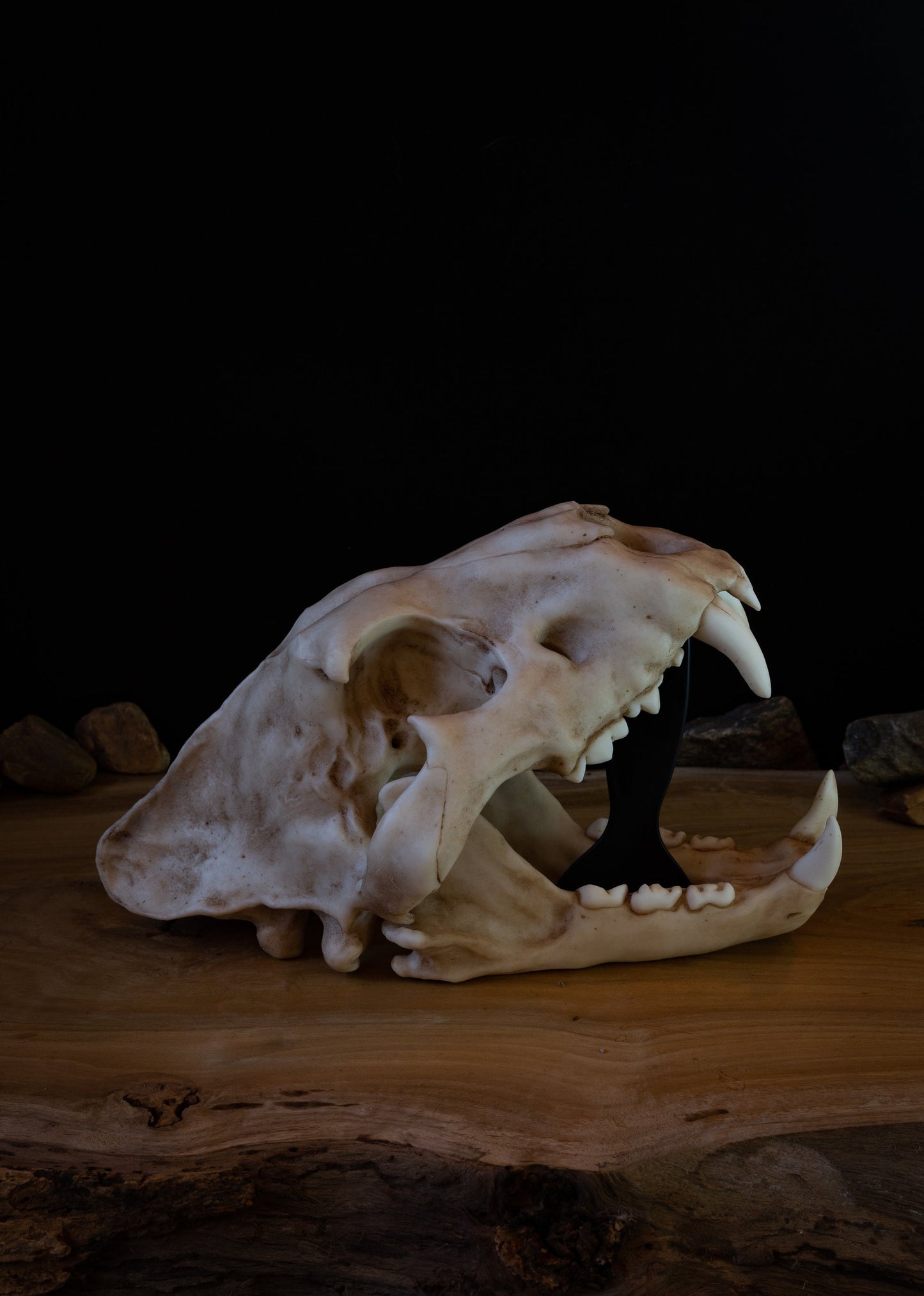Juvenile Lion Skull Replica – Life-Sized Display Piece