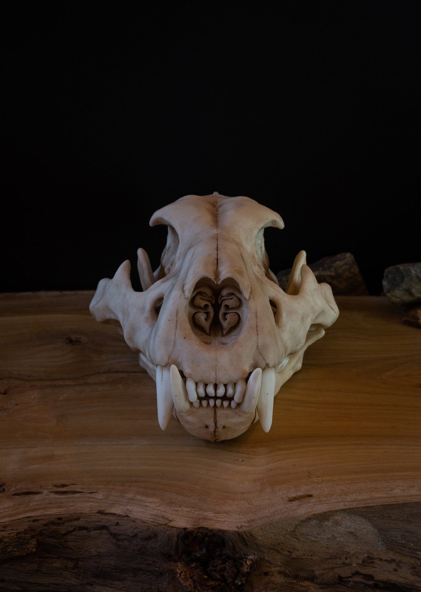 Juvenile Lion Skull Replica – Life-Sized Display Piece
