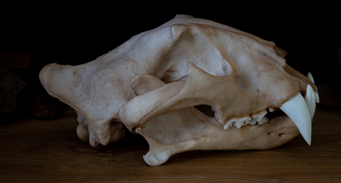 Tiger Skull juvenile Replica – Life-Sized Display Piece