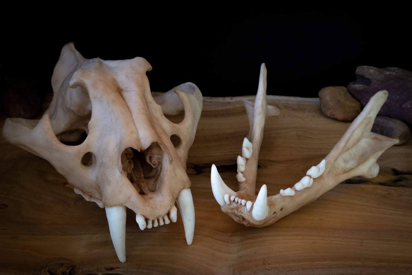 Tiger Skull juvenile Replica – Life-Sized Display Piece