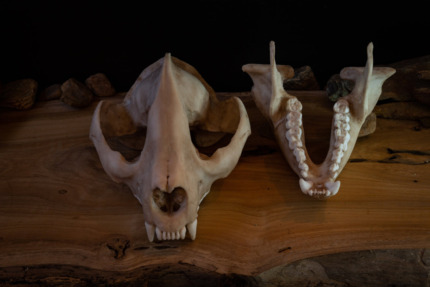 Giant Panda Skull Replica – Large Display Piece
