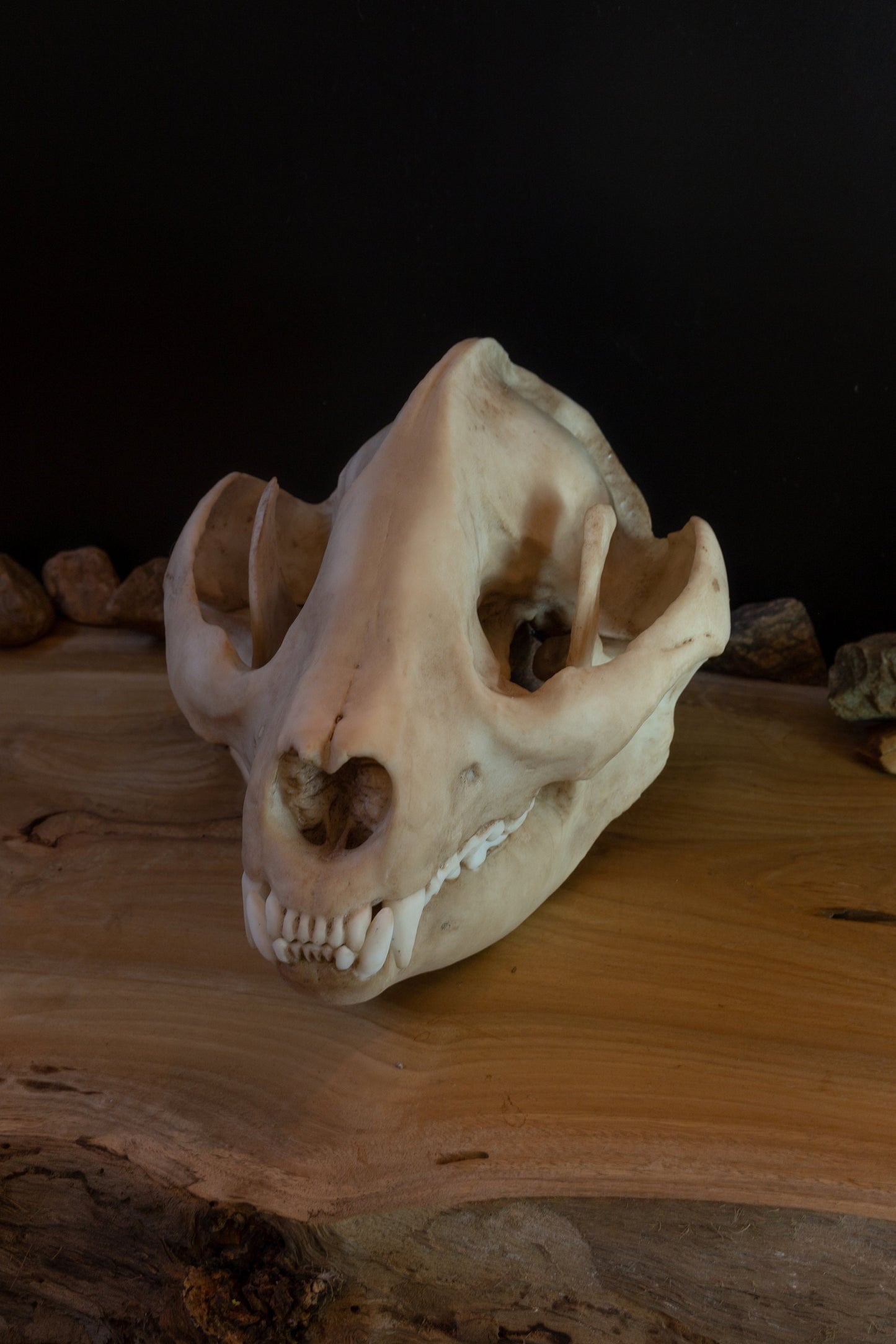 Giant Panda Skull Replica – Large Display Piece