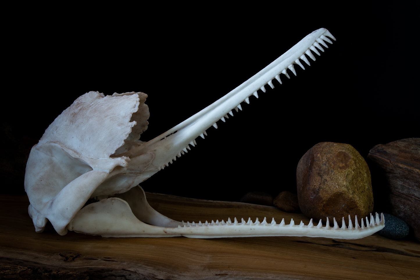 Ganges River Dolphin Skull Replica – Life-Sized Display Piece