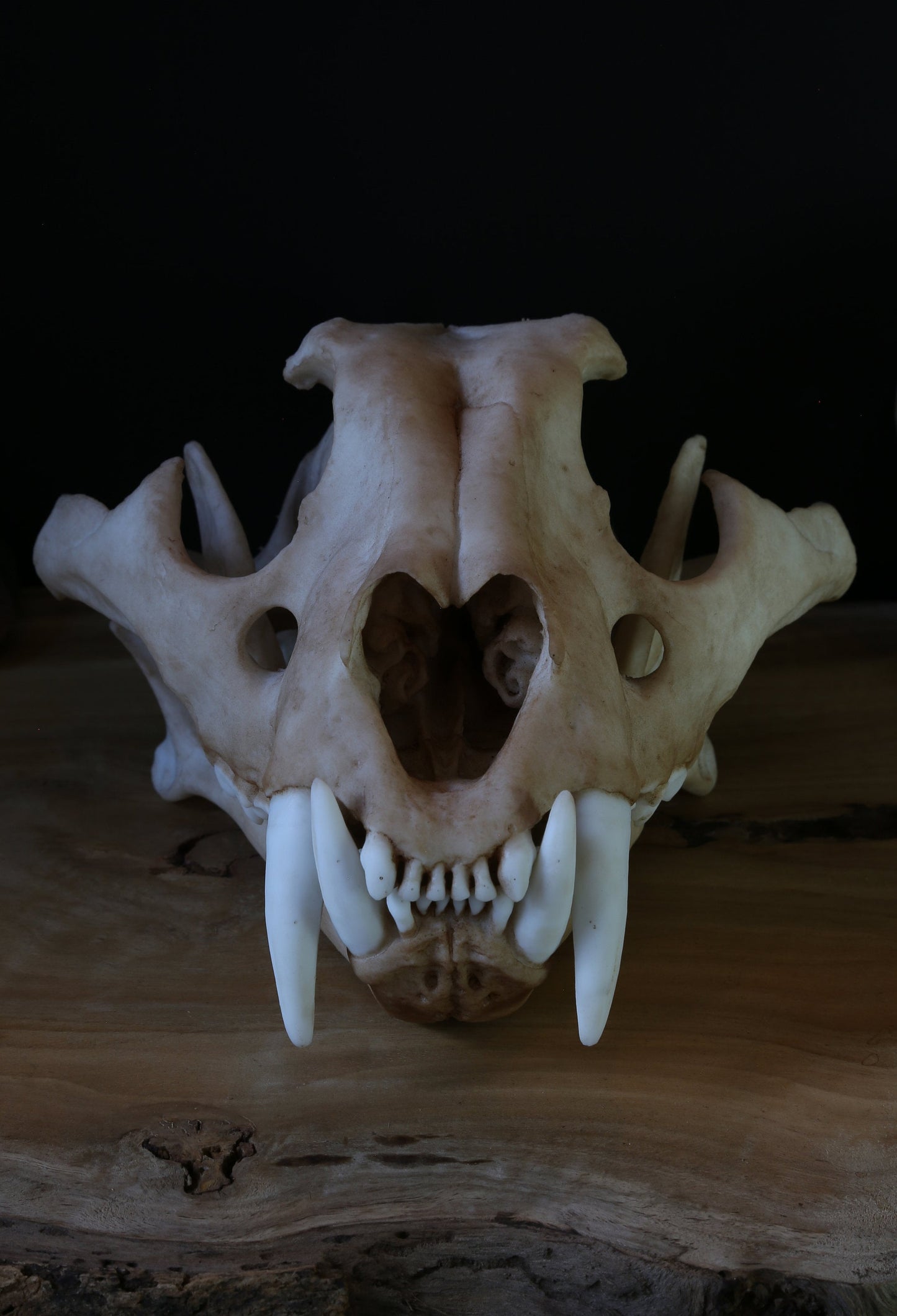 Tiger Skull Replica - Large Adult - High Quality Piece - FREE delivery world wide!