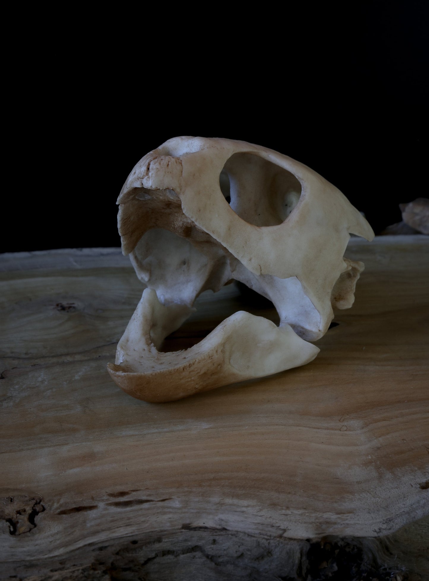 Turtle skull - loggerhead sea turtle  -Replica - High Quality Piece - FREE world wide shipping!