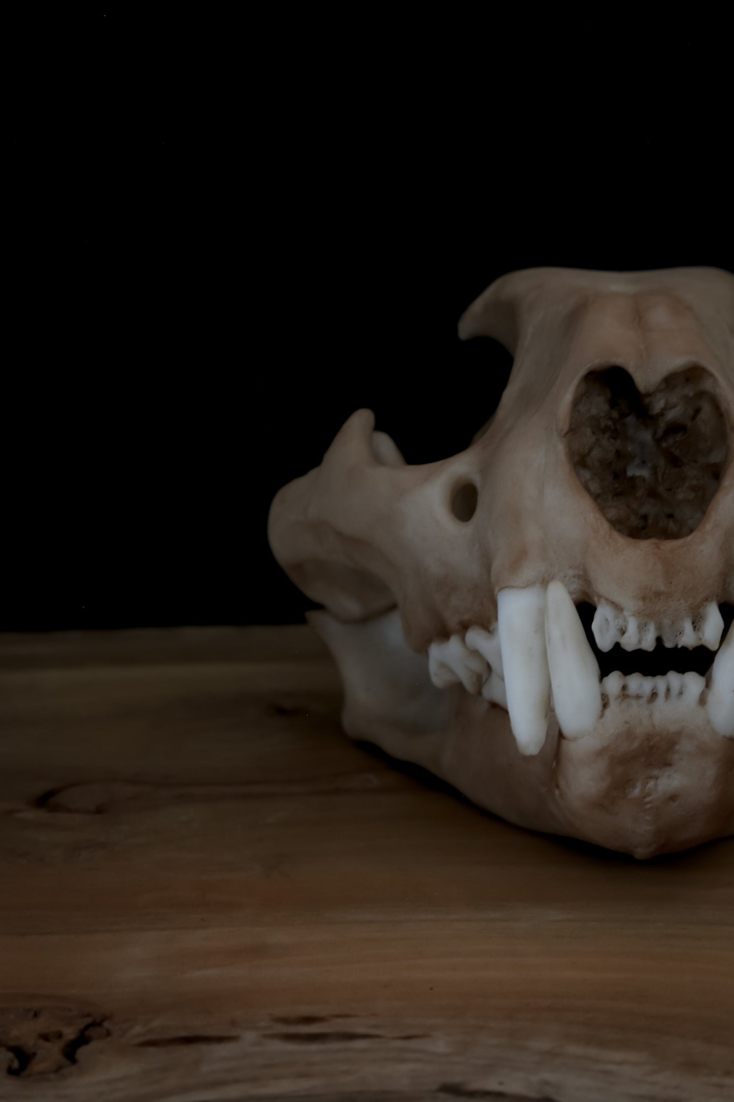 Cougar Skull Replica – Life-Sized Display Piece