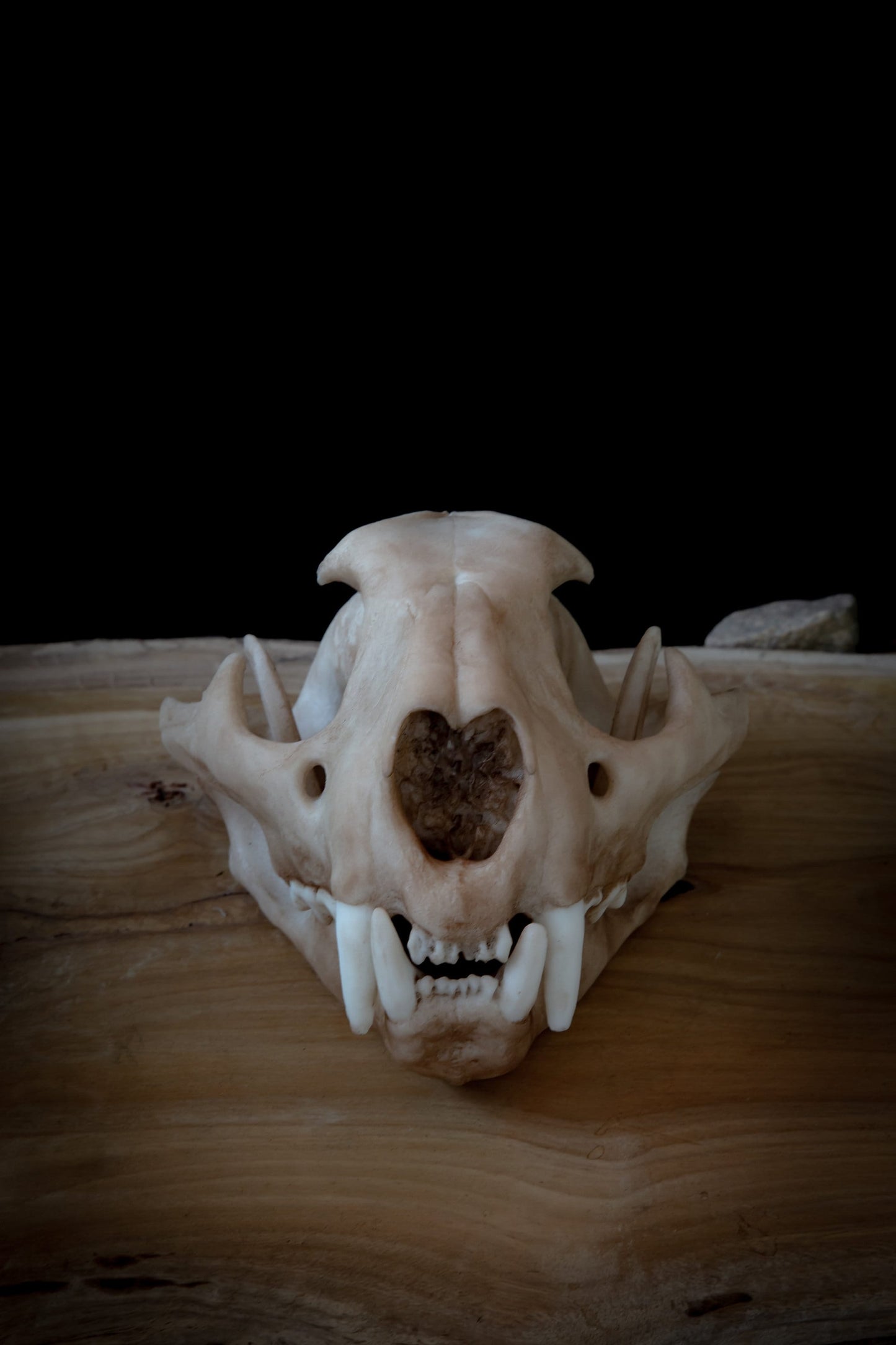 Cougar Skull Replica – Life-Sized Display Piece