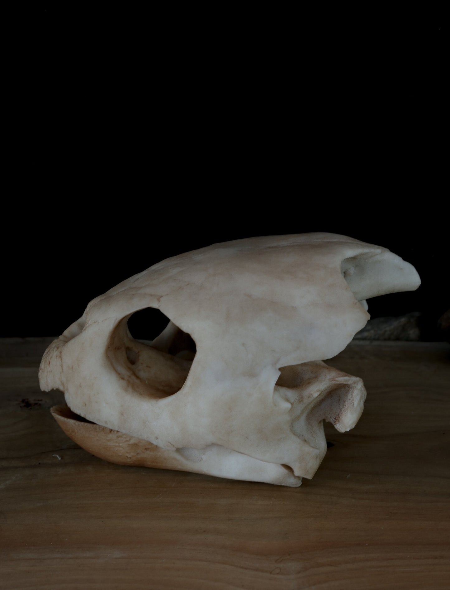 Turtle skull - loggerhead sea turtle  -Replica - High Quality Piece - FREE world wide shipping!