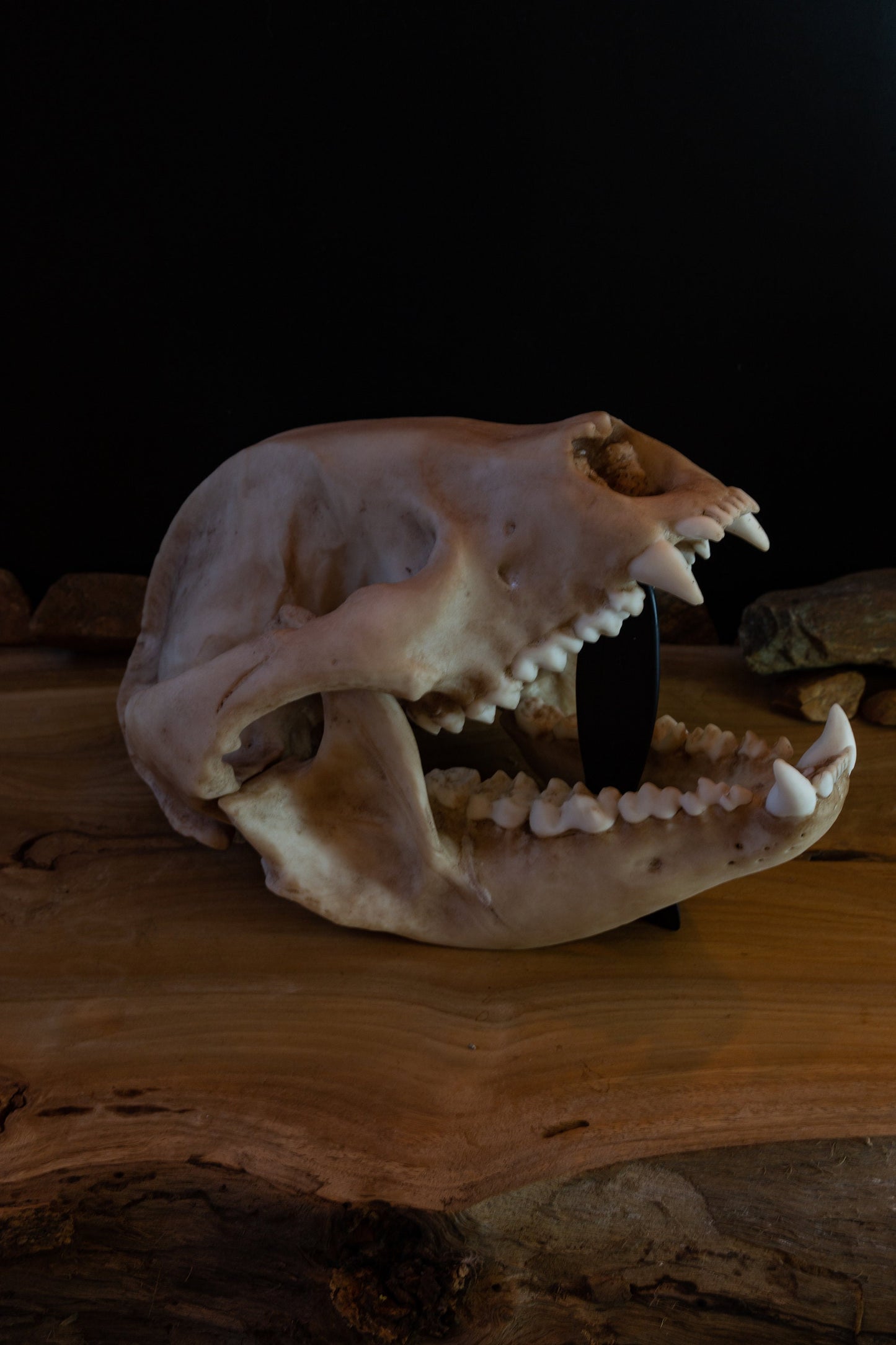 Giant Panda Skull Replica – Large Display Piece