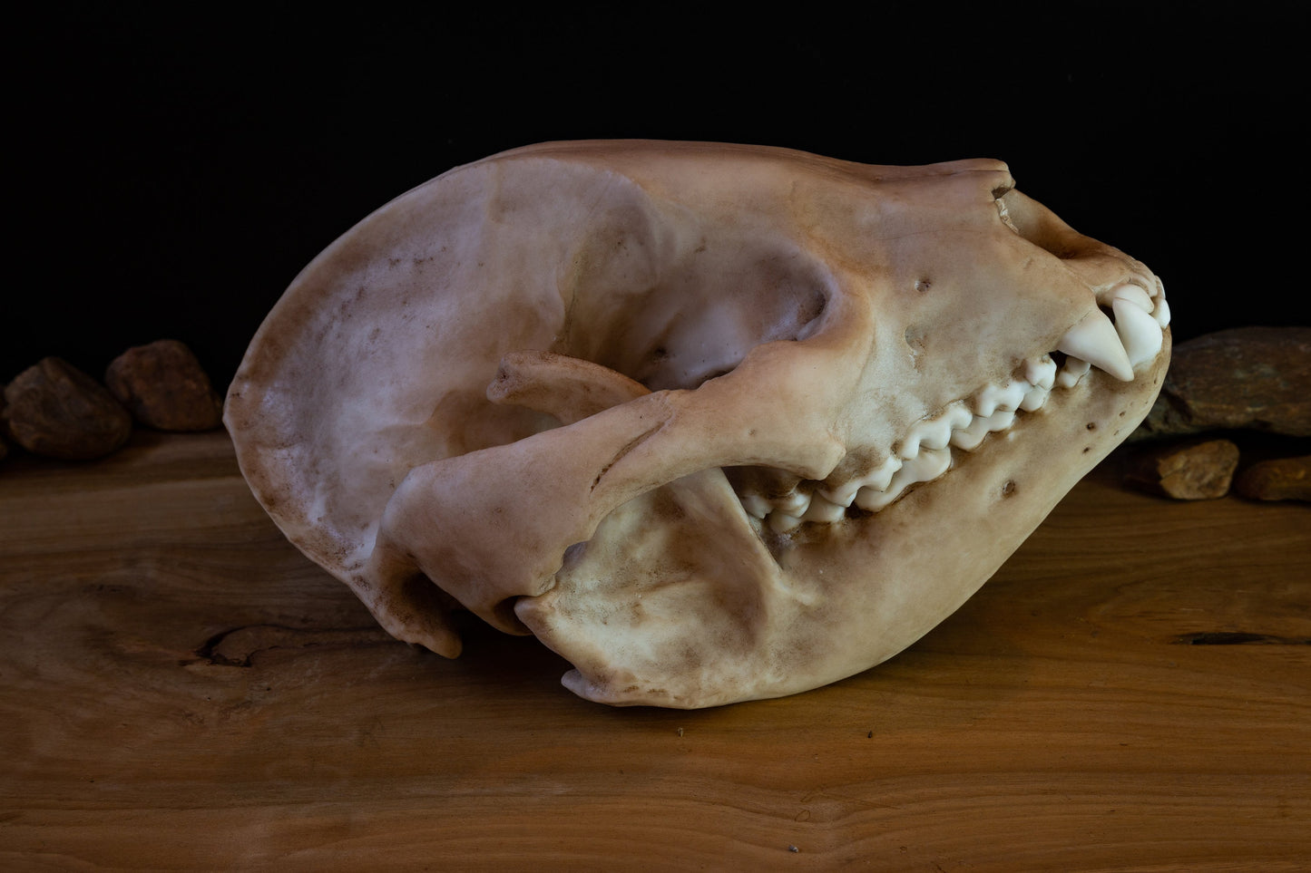 Giant Panda Skull Replica – Large Display Piece
