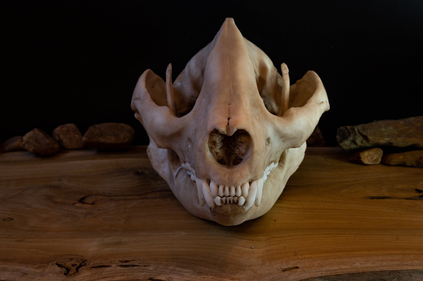 Giant Panda Skull Replica – Large Display Piece