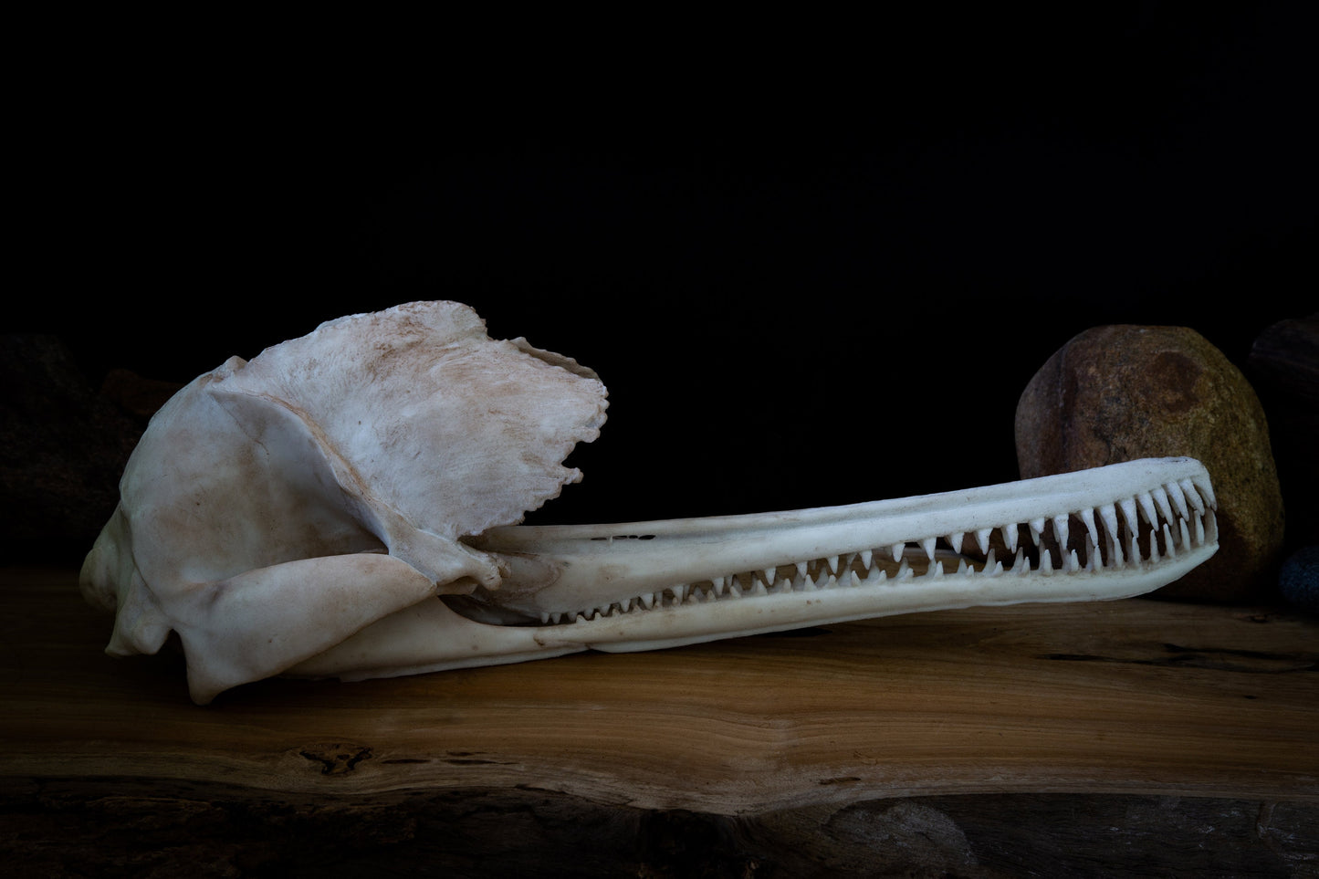 Ganges River Dolphin Skull Replica – Life-Sized Display Piece