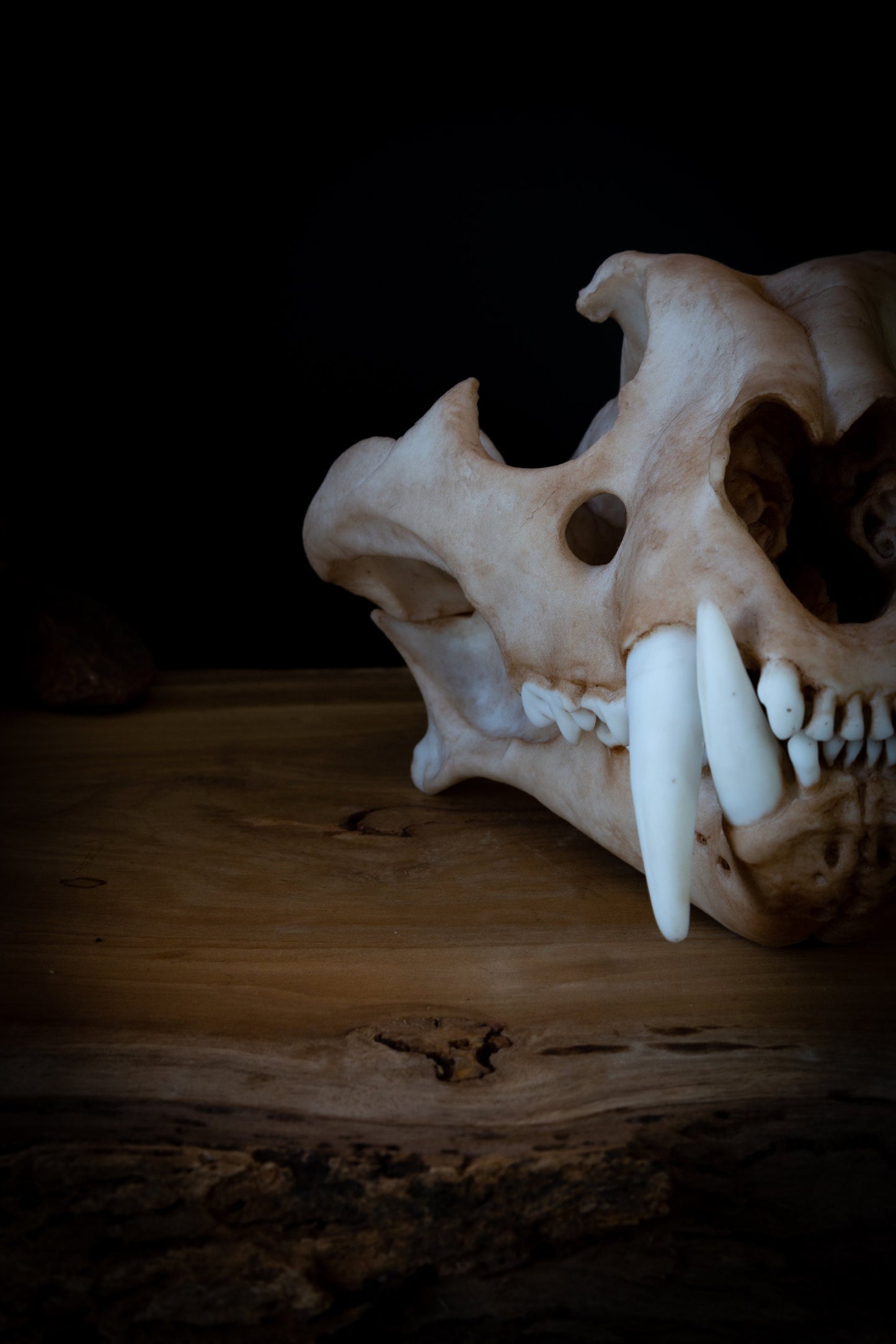 Tiger Skull Replica - Large Adult - High Quality Piece - FREE delivery world wide!