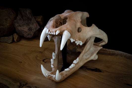 Tiger Skull Replica - Large Adult - High Quality Piece - FREE delivery world wide!
