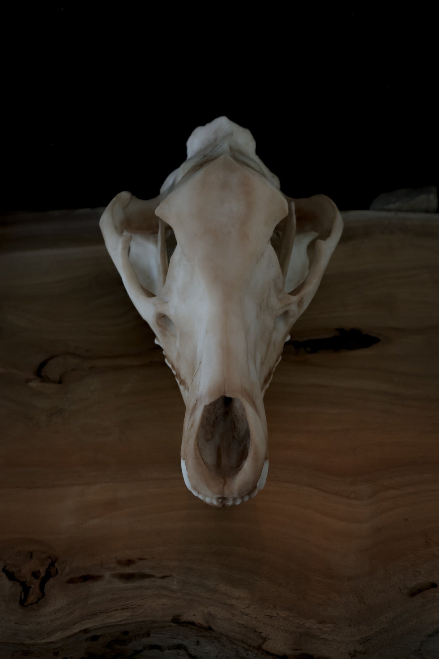 Tasmanian Tiger (thylacine) Skull-Replica - High Quality - FREE delivery world wide!